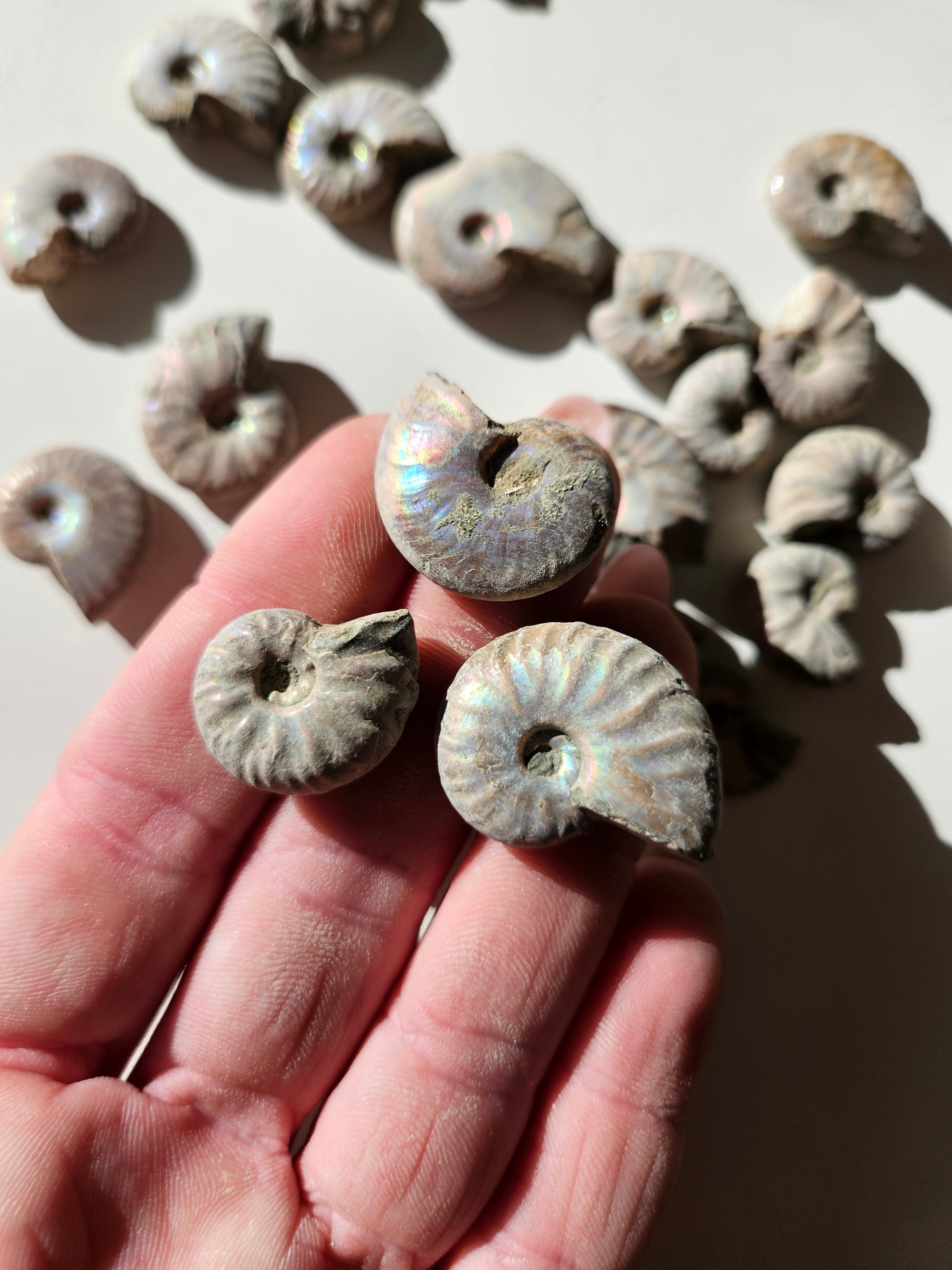 Iridescent Ammonite Shell Set