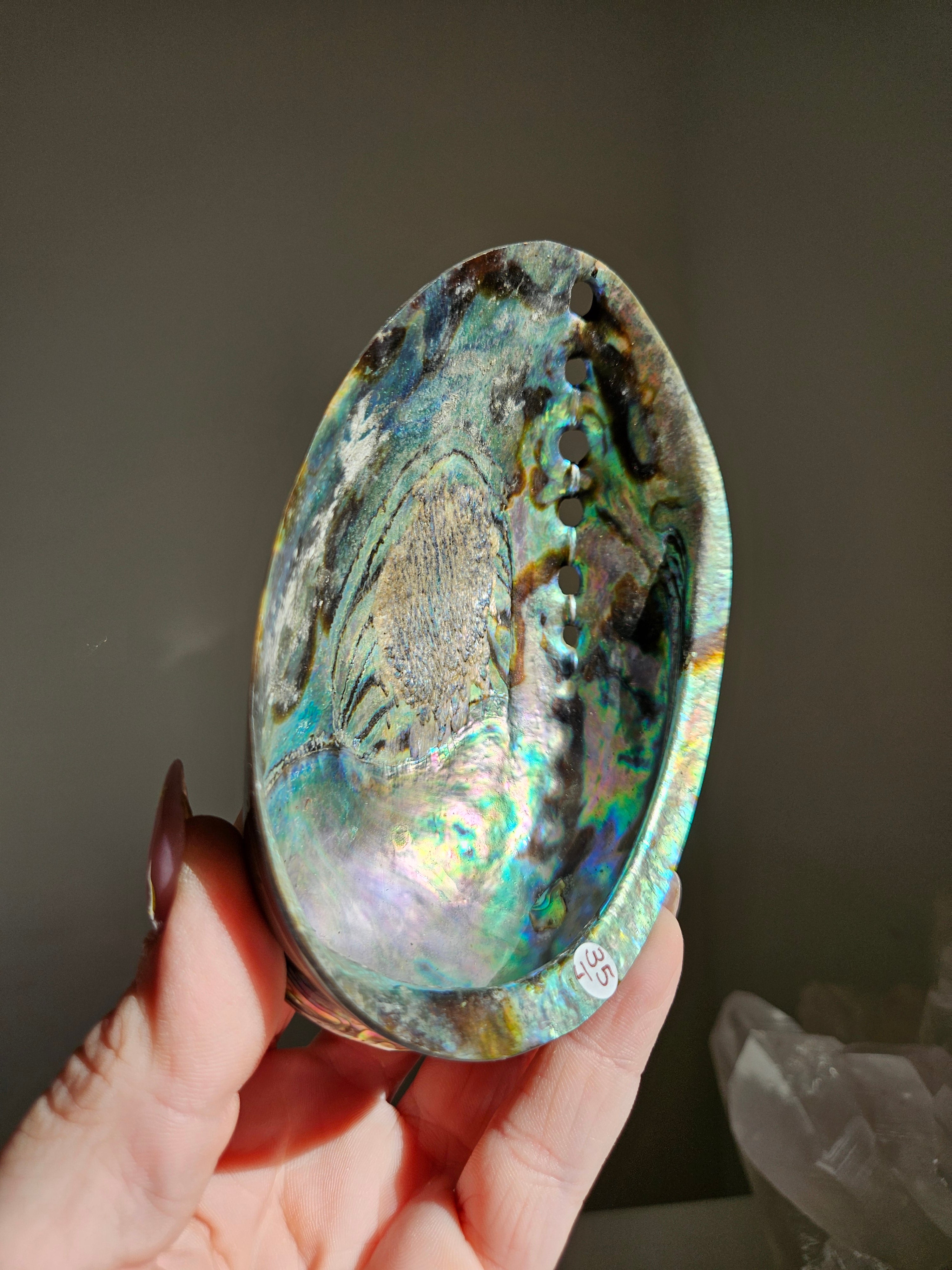 Polished Abalone Shell 004