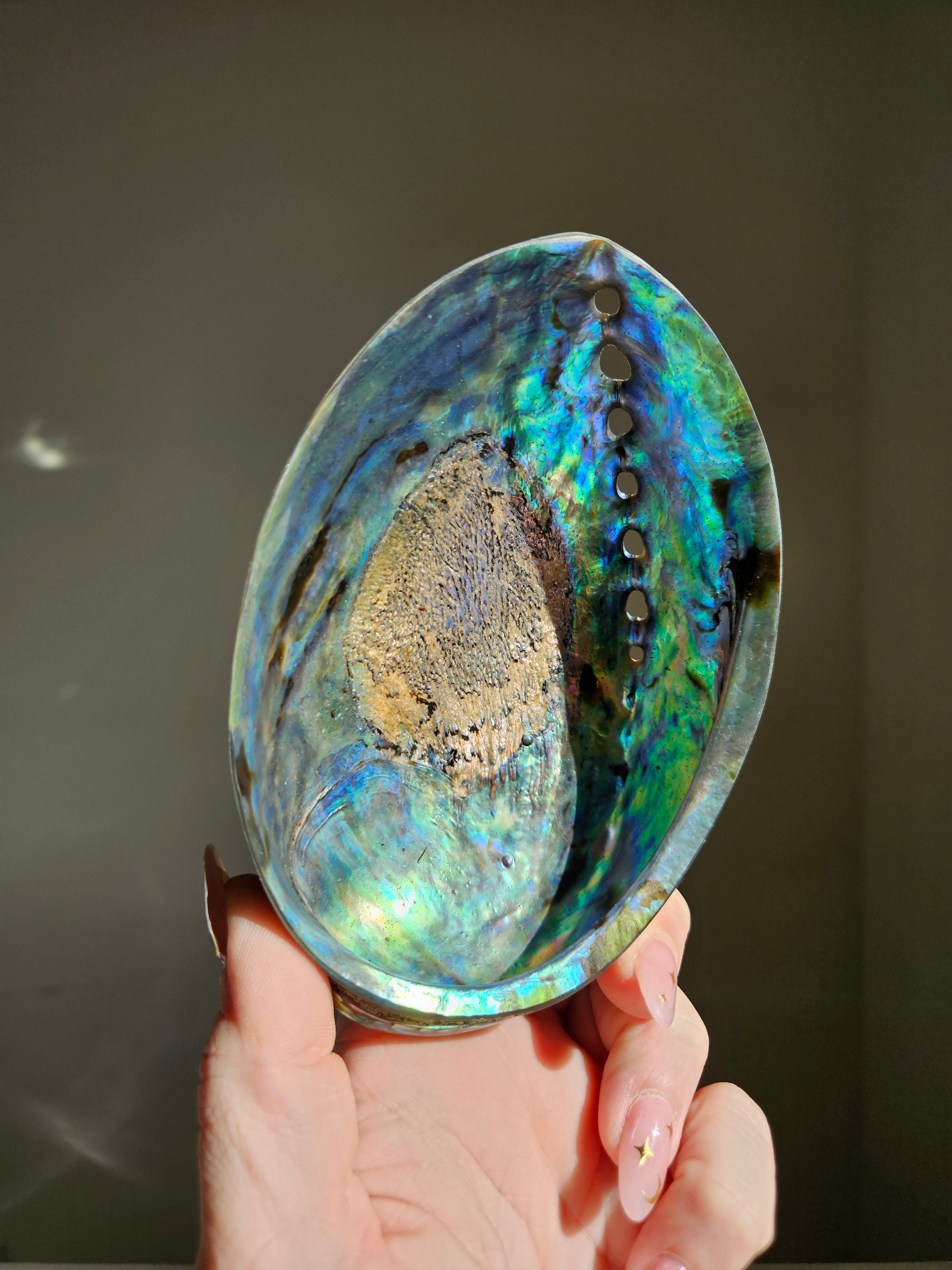 Polished Abalone Shell 009