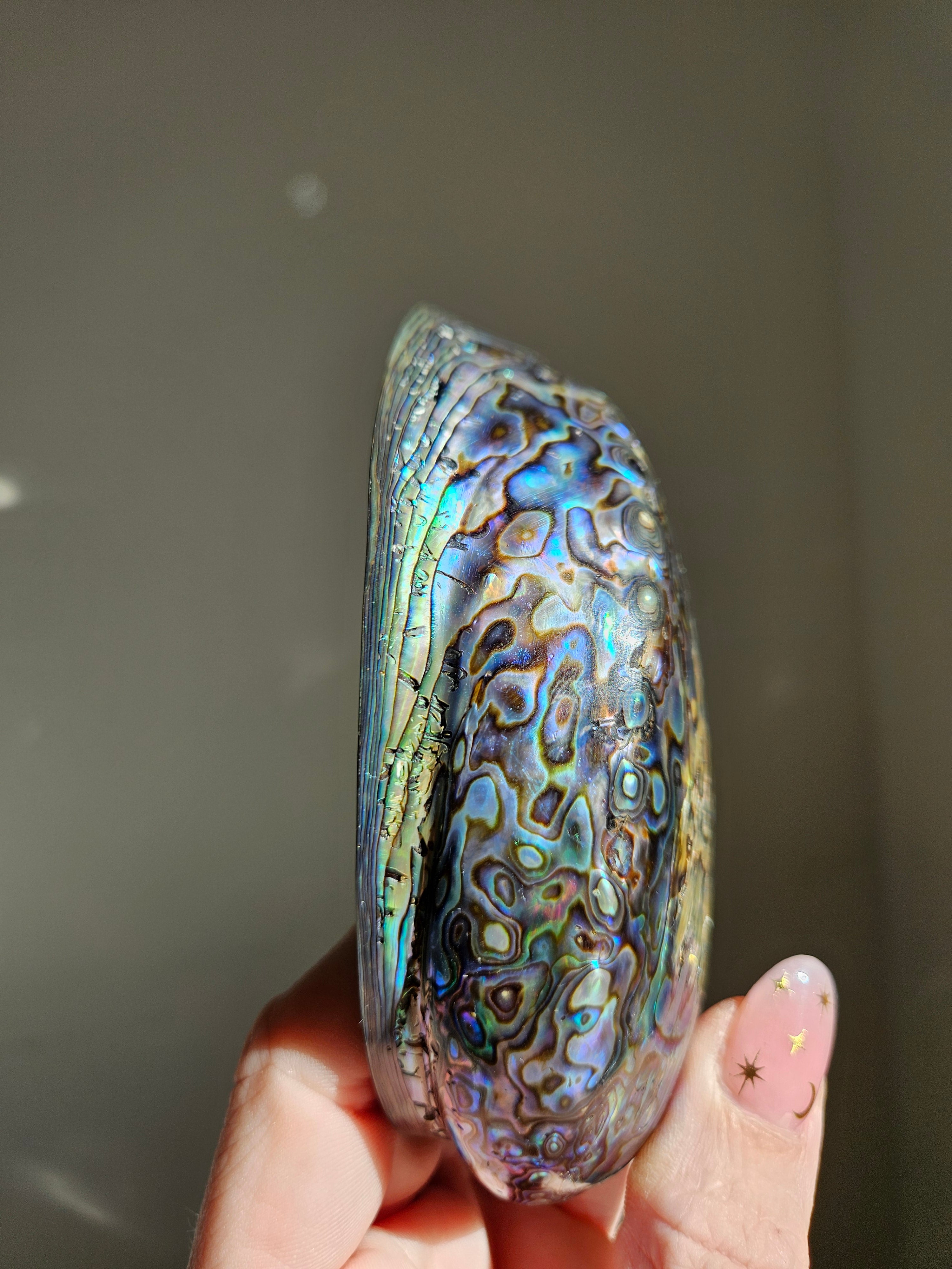 Polished Abalone Shell 007