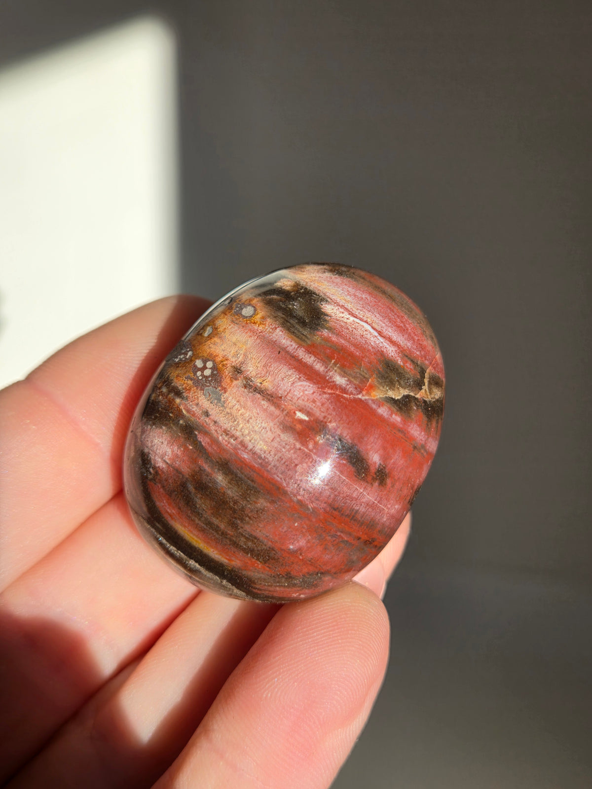 Petrified Wood Palmstone 001