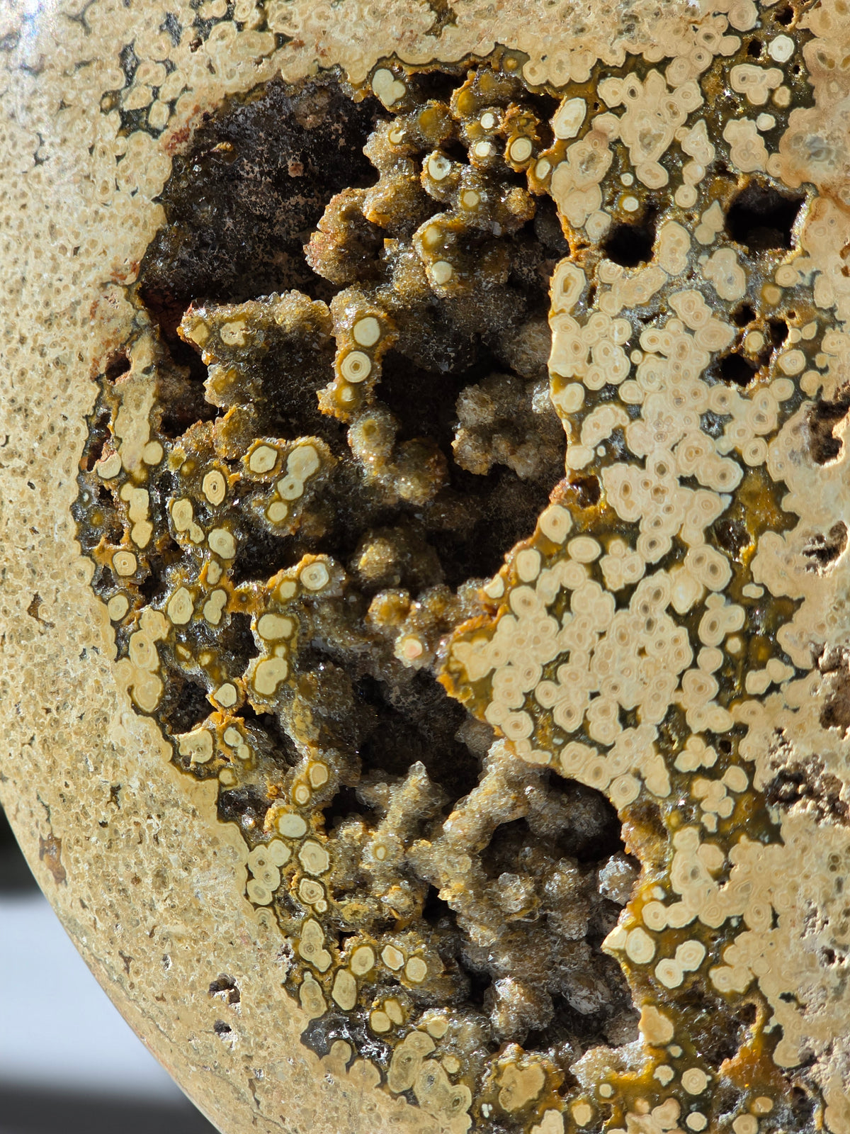 Sea Jasper Slab 013
