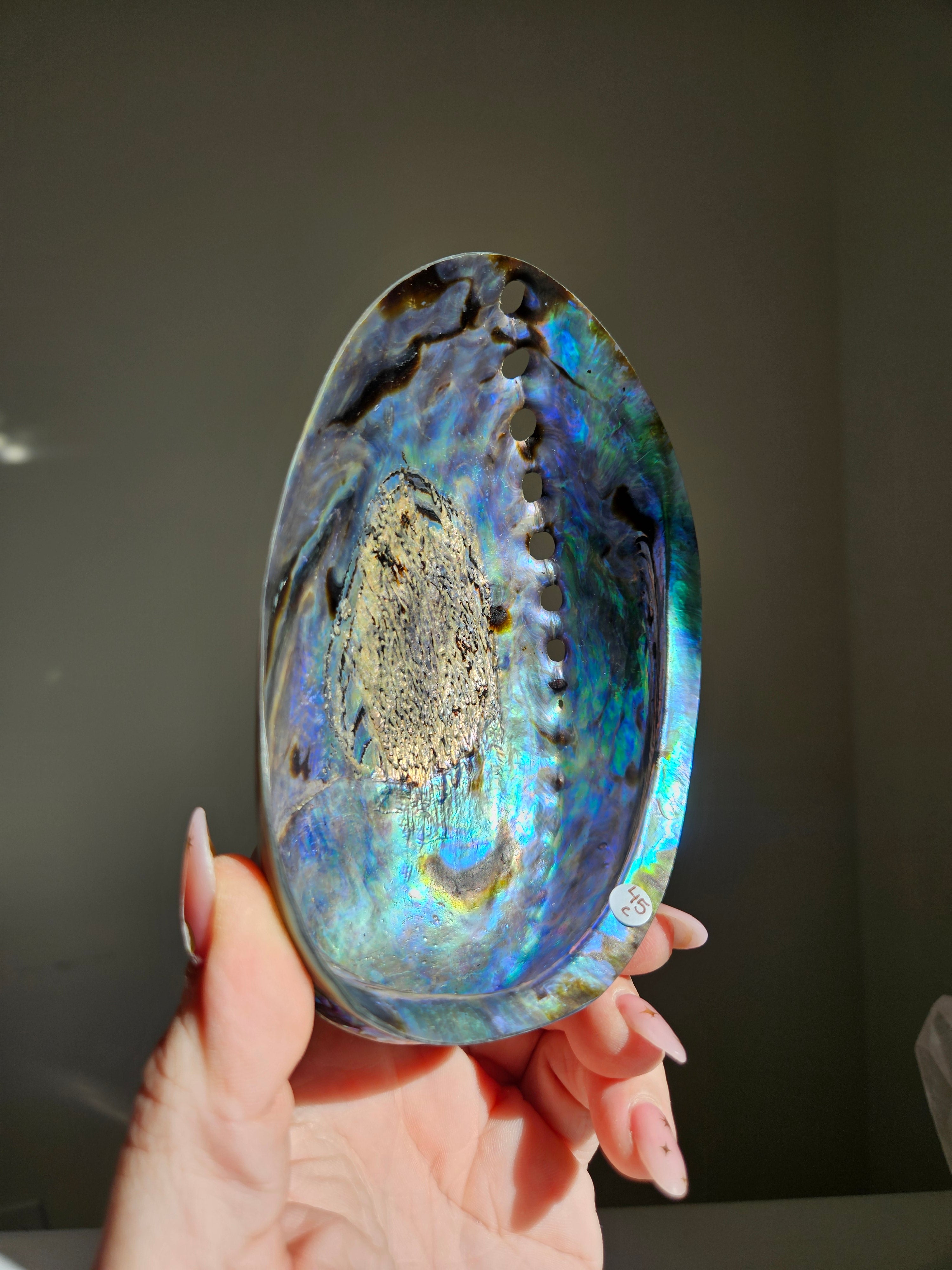 Polished Abalone Shell 006