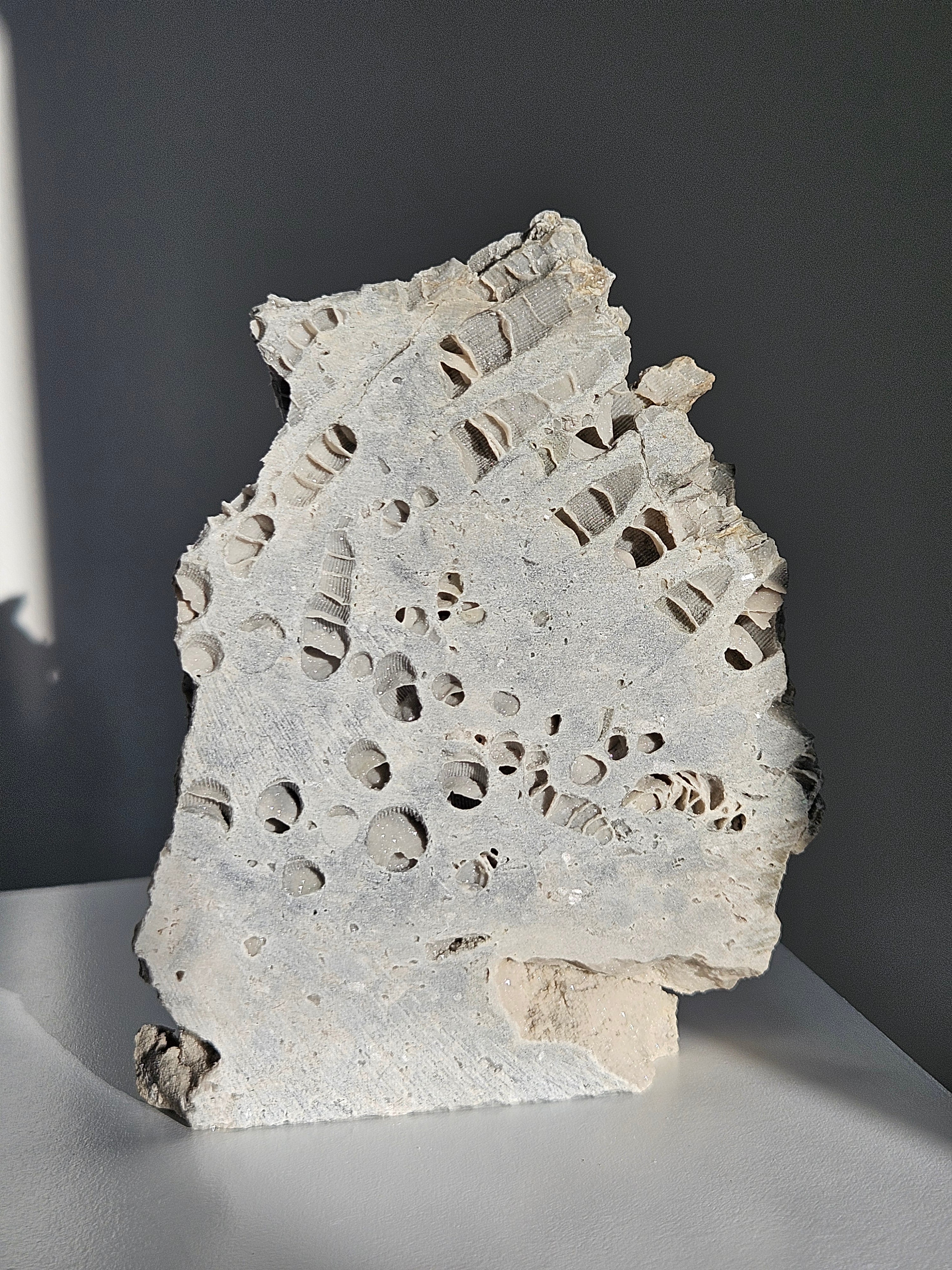 Fossilized Coral Slab 002