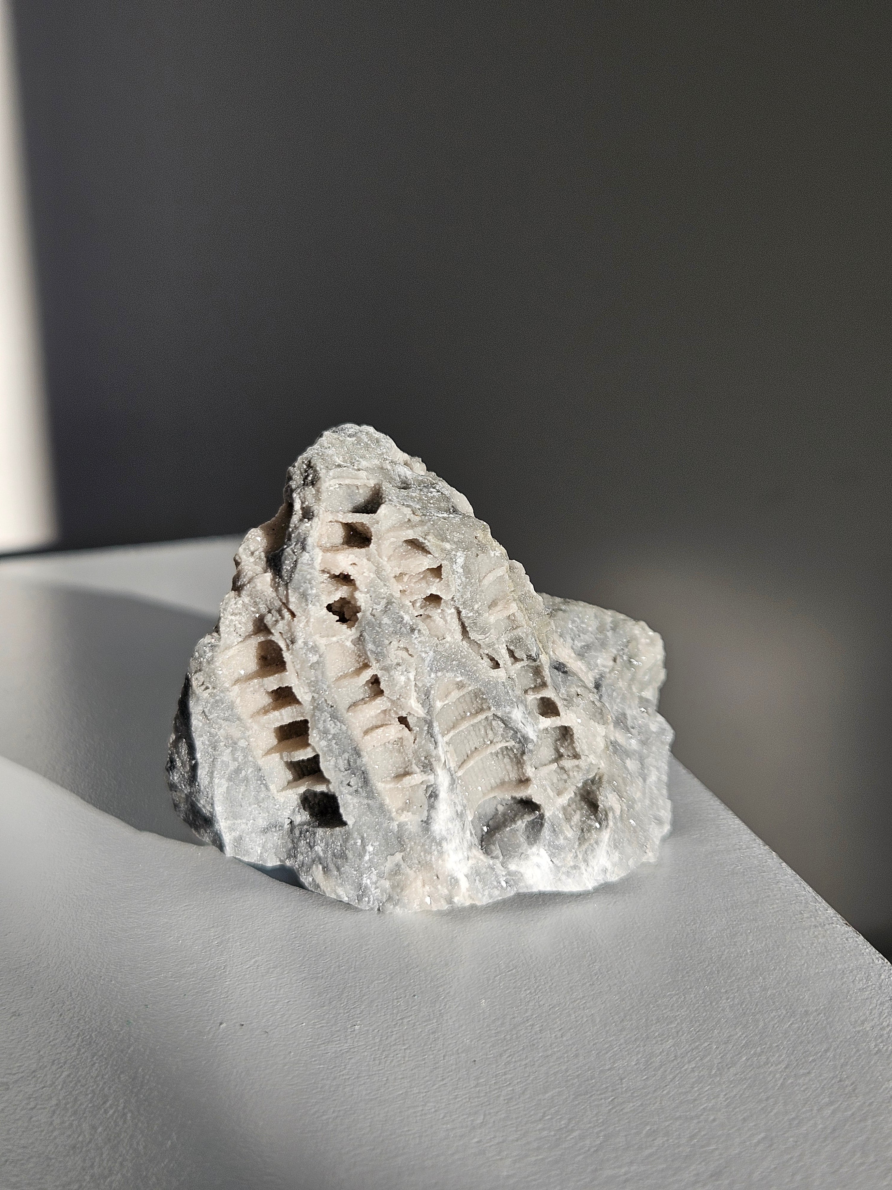 Fossilized Coral 006