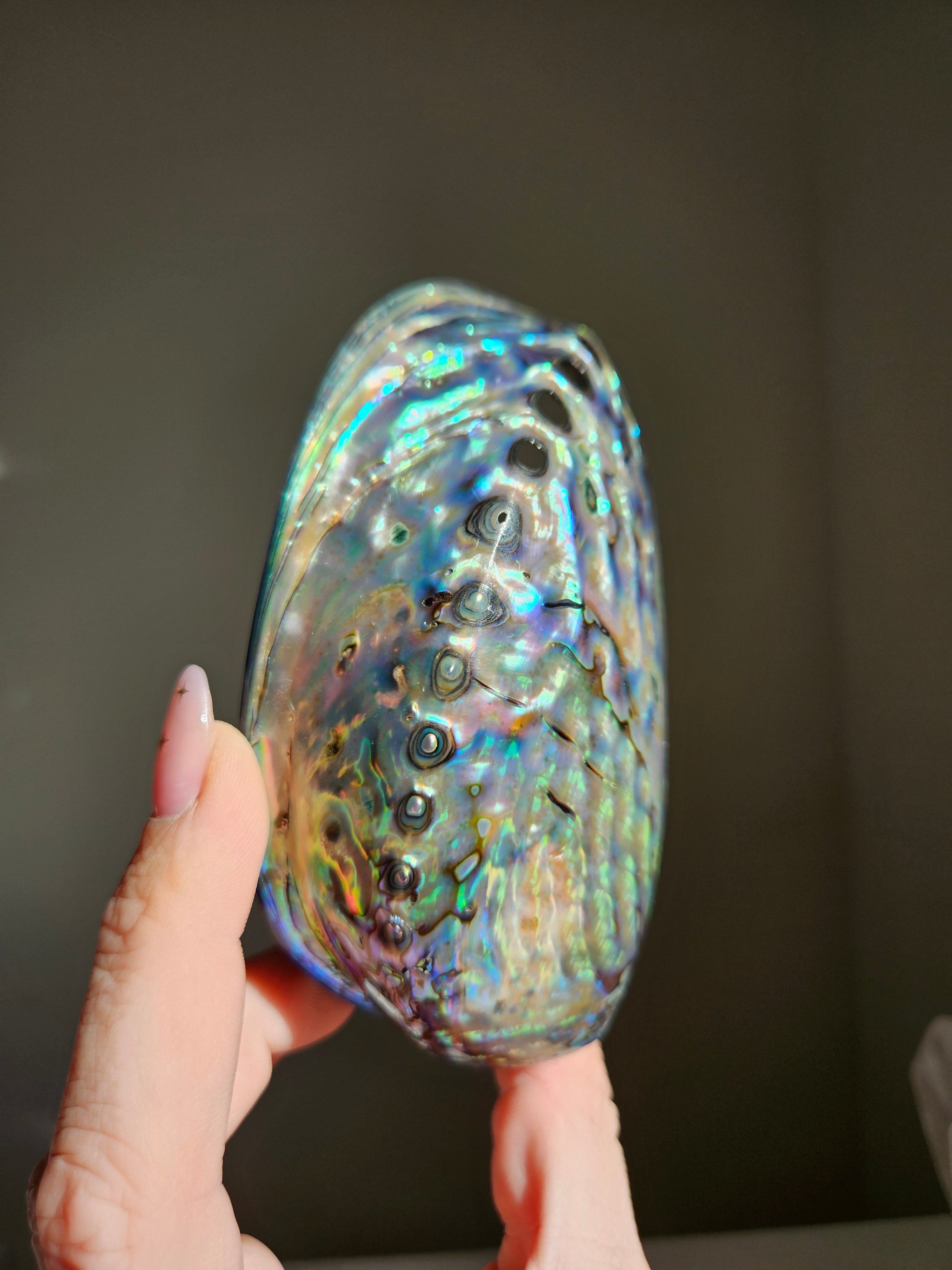 Polished Abalone Shell 006