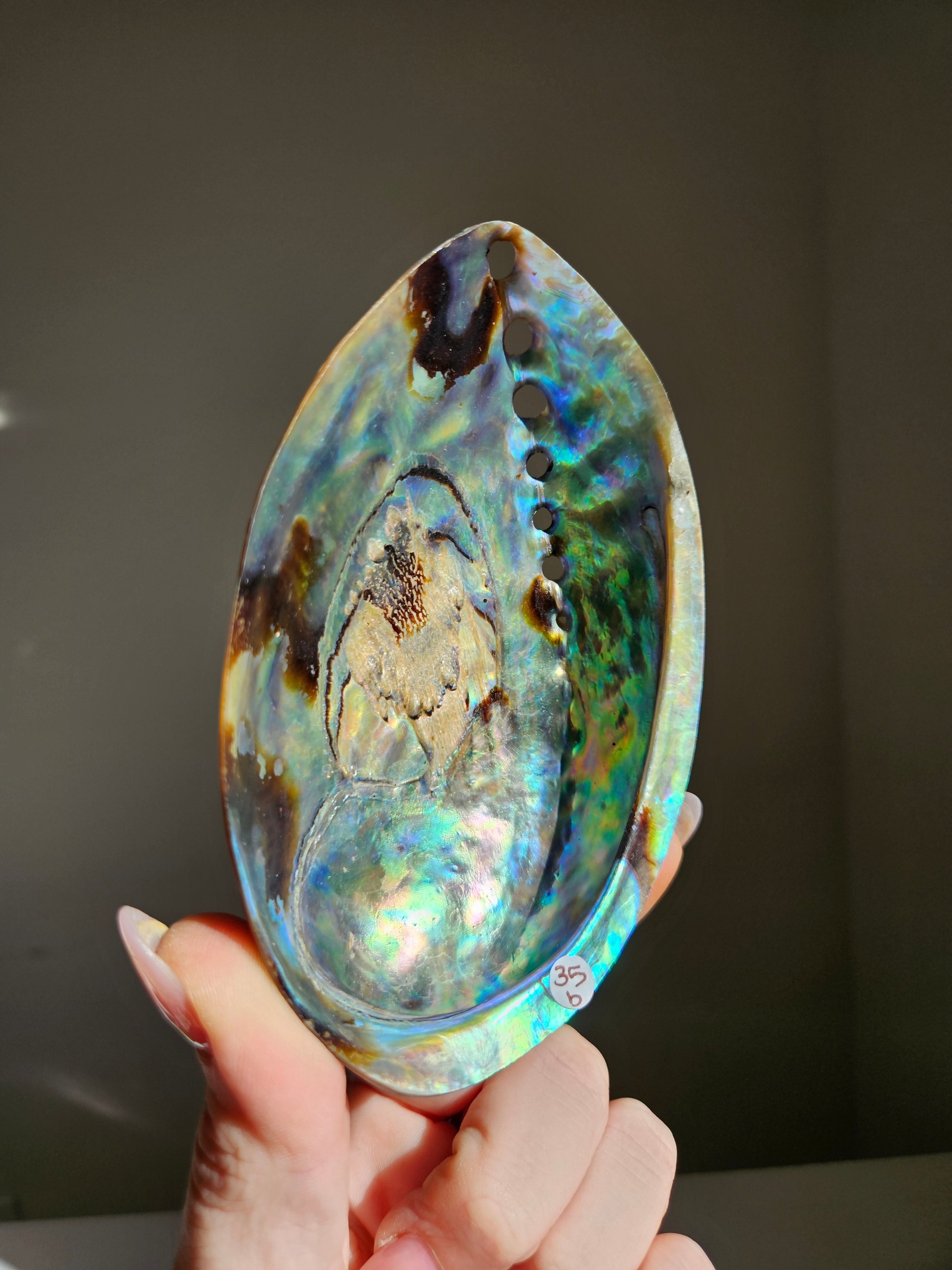 Polished Abalone Shell 002