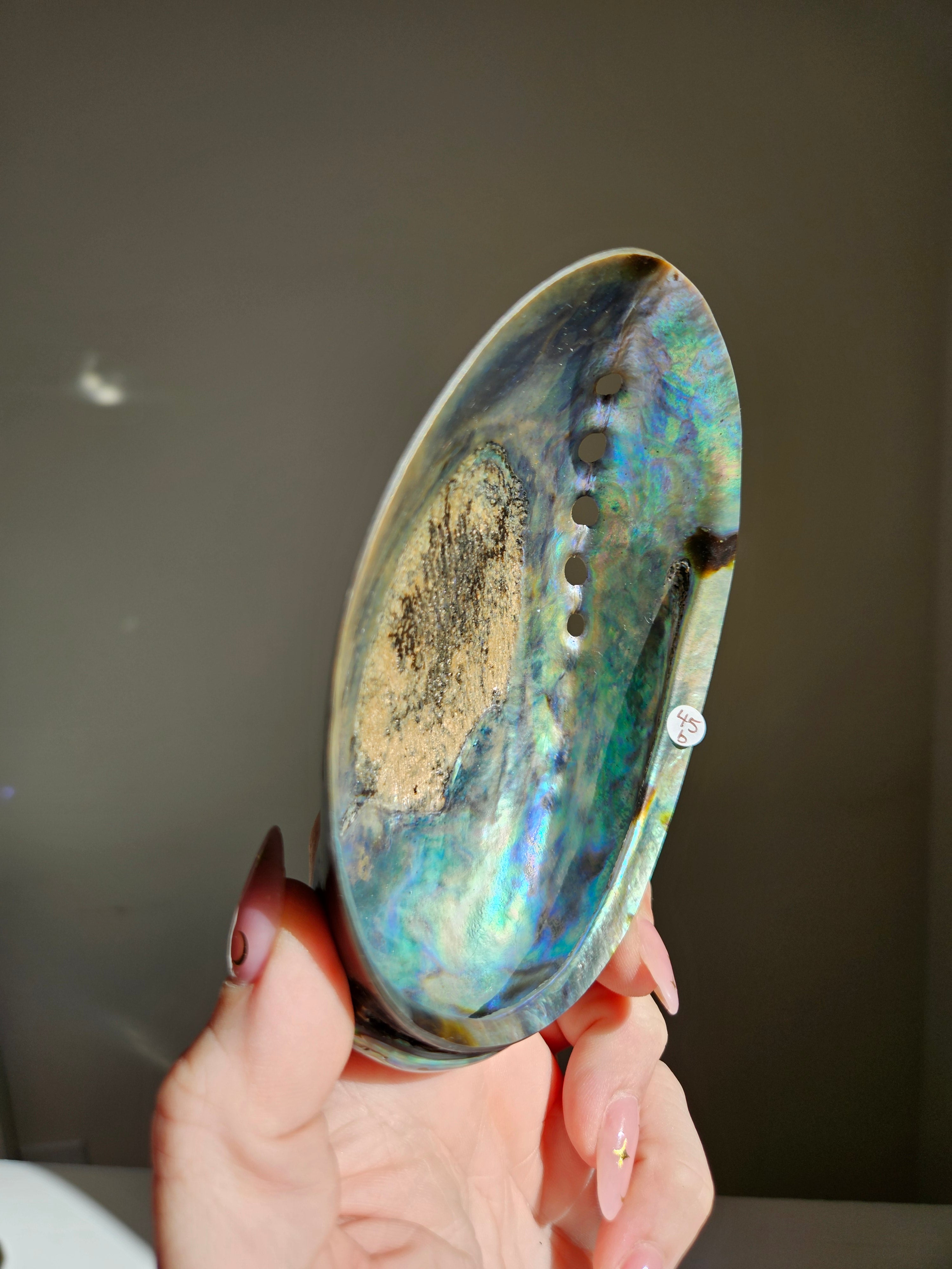 Polished Abalone Shell 008