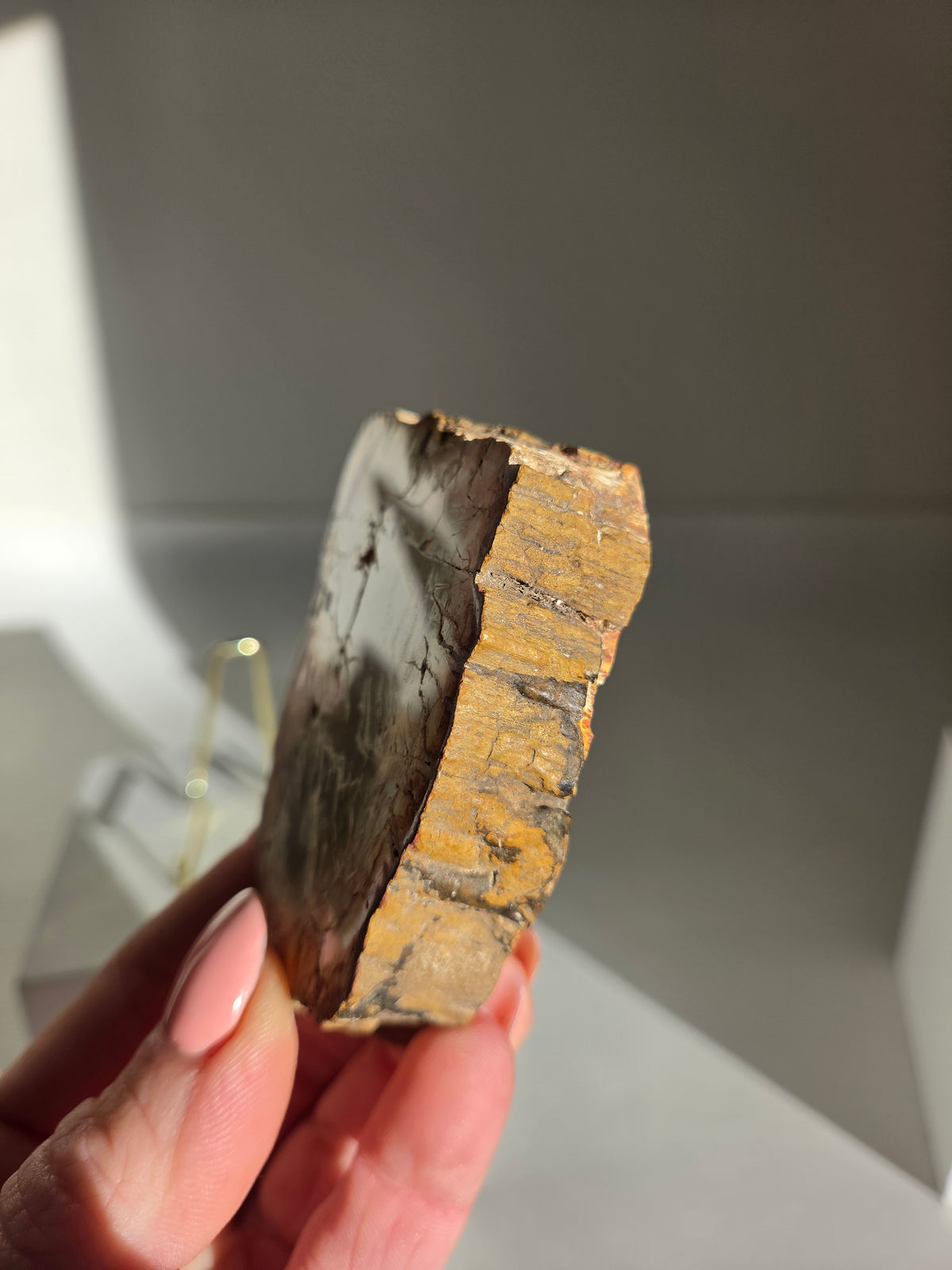 Petrified Wood Slab 002