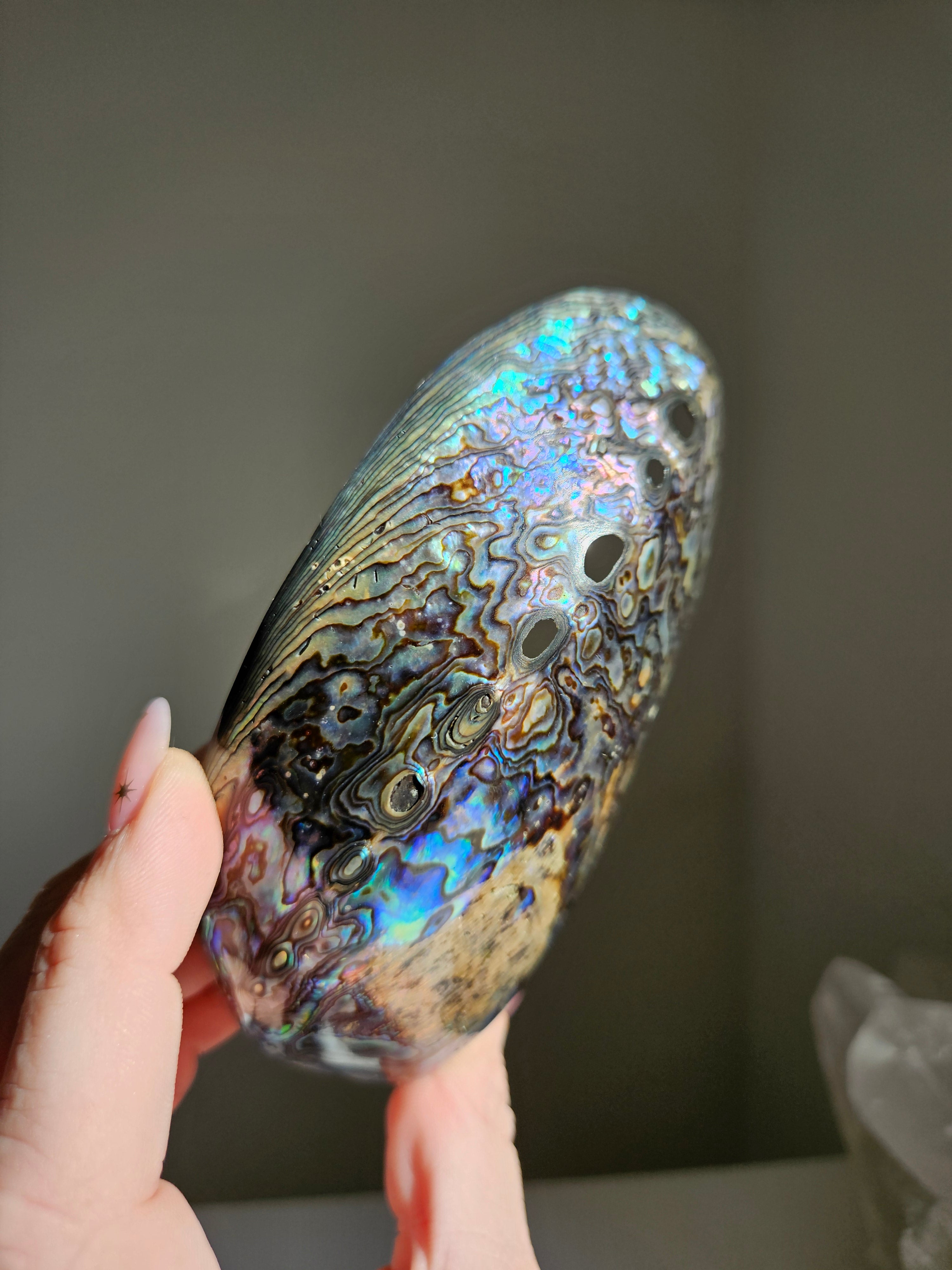 Polished Abalone Shell 003