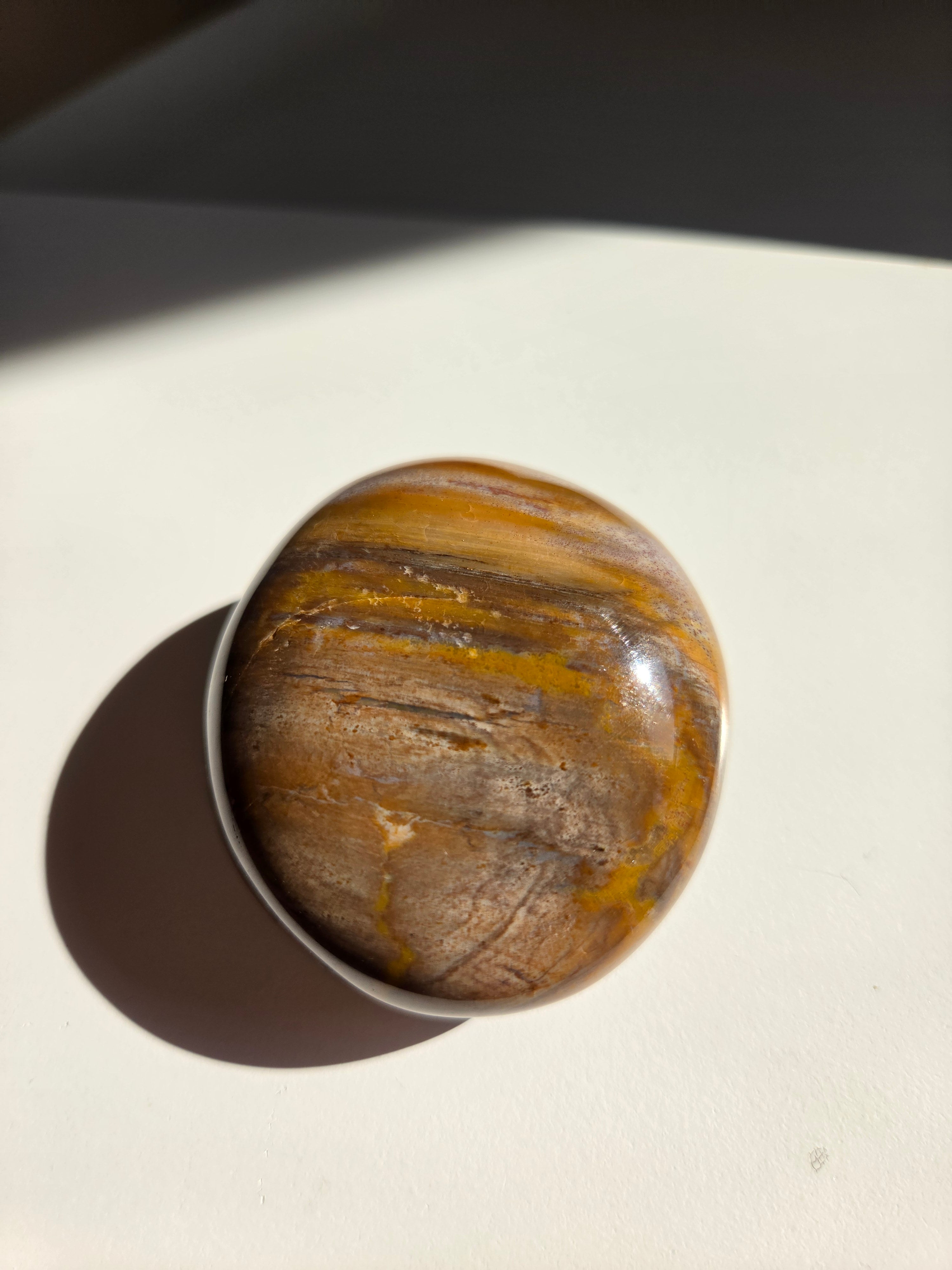 Petrified Wood Palm 003