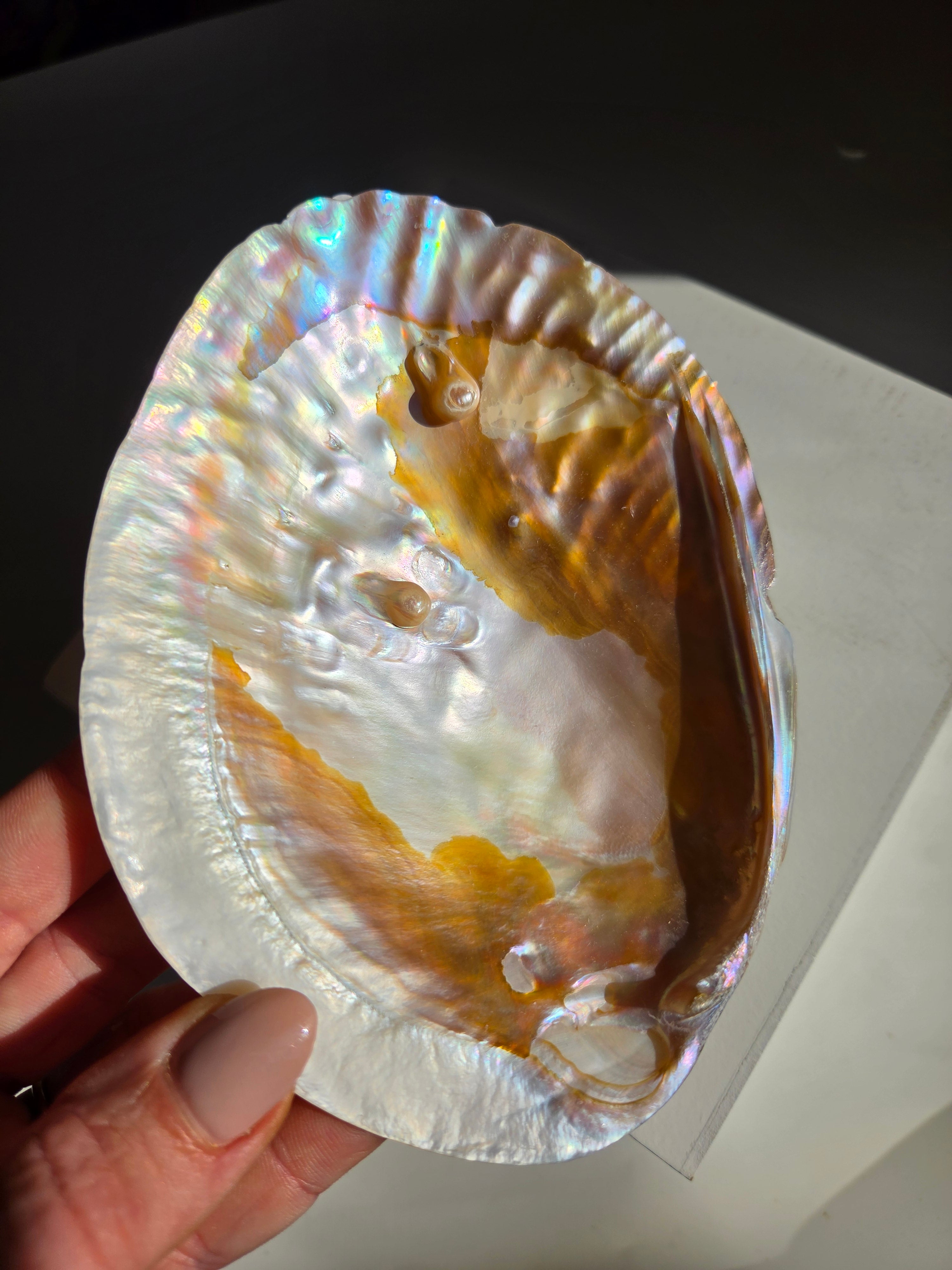 Iridescent Oyster Shell 004