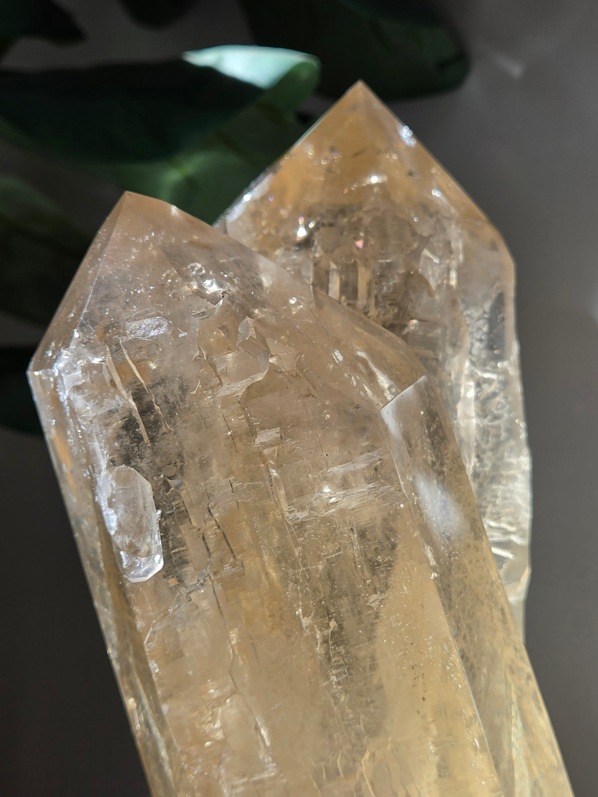 Semipolished Citrine Lemurian Twin Statement