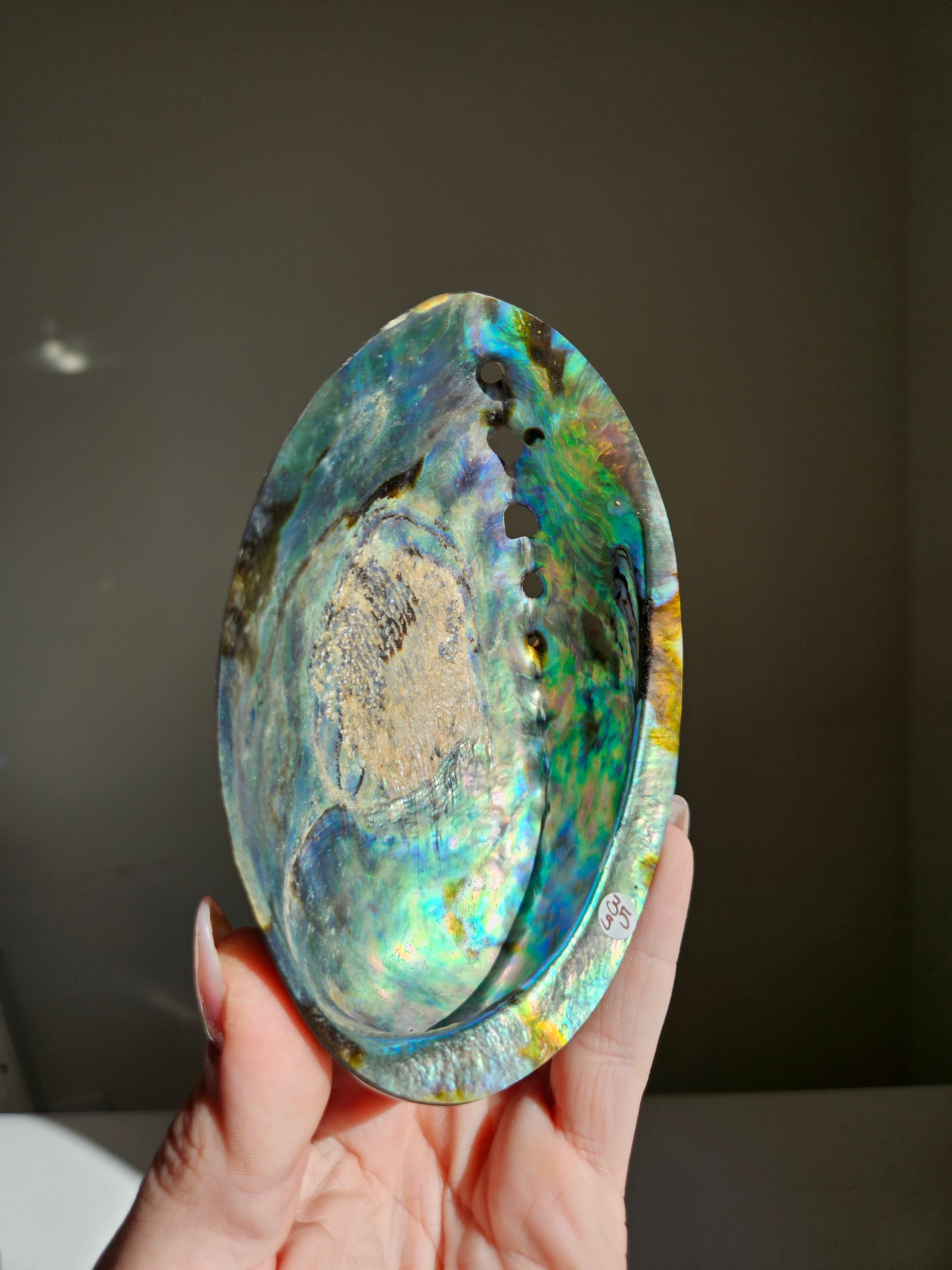 Polished Abalone Shell 001