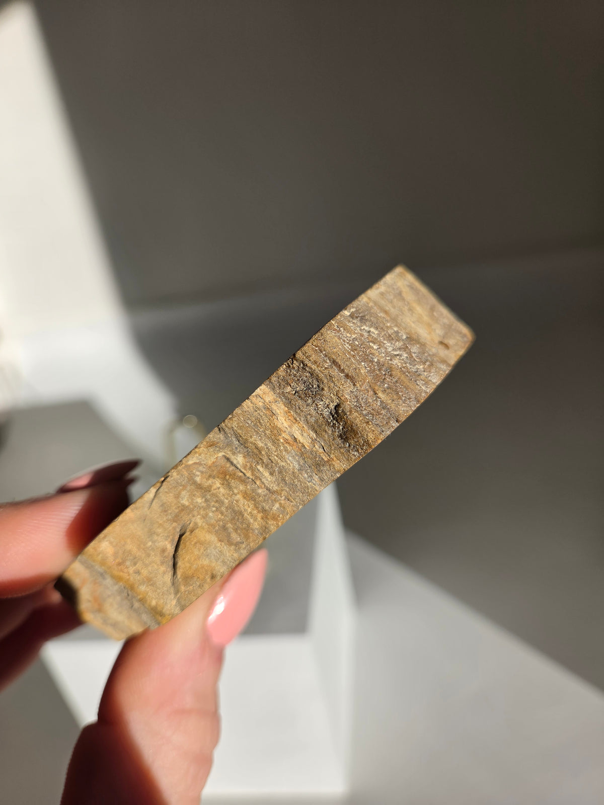 Petrified Wood Slab 004