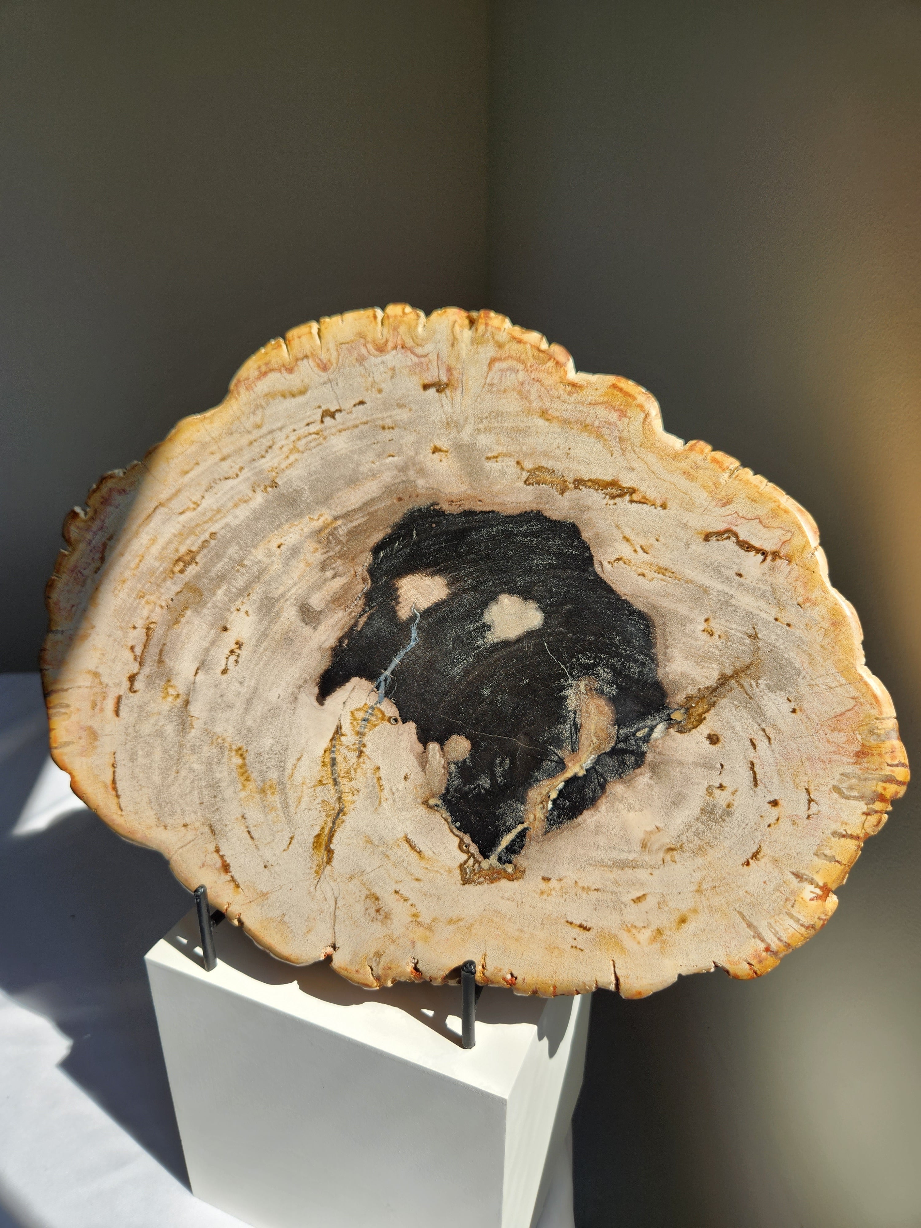 Petrified Wood Slab 008