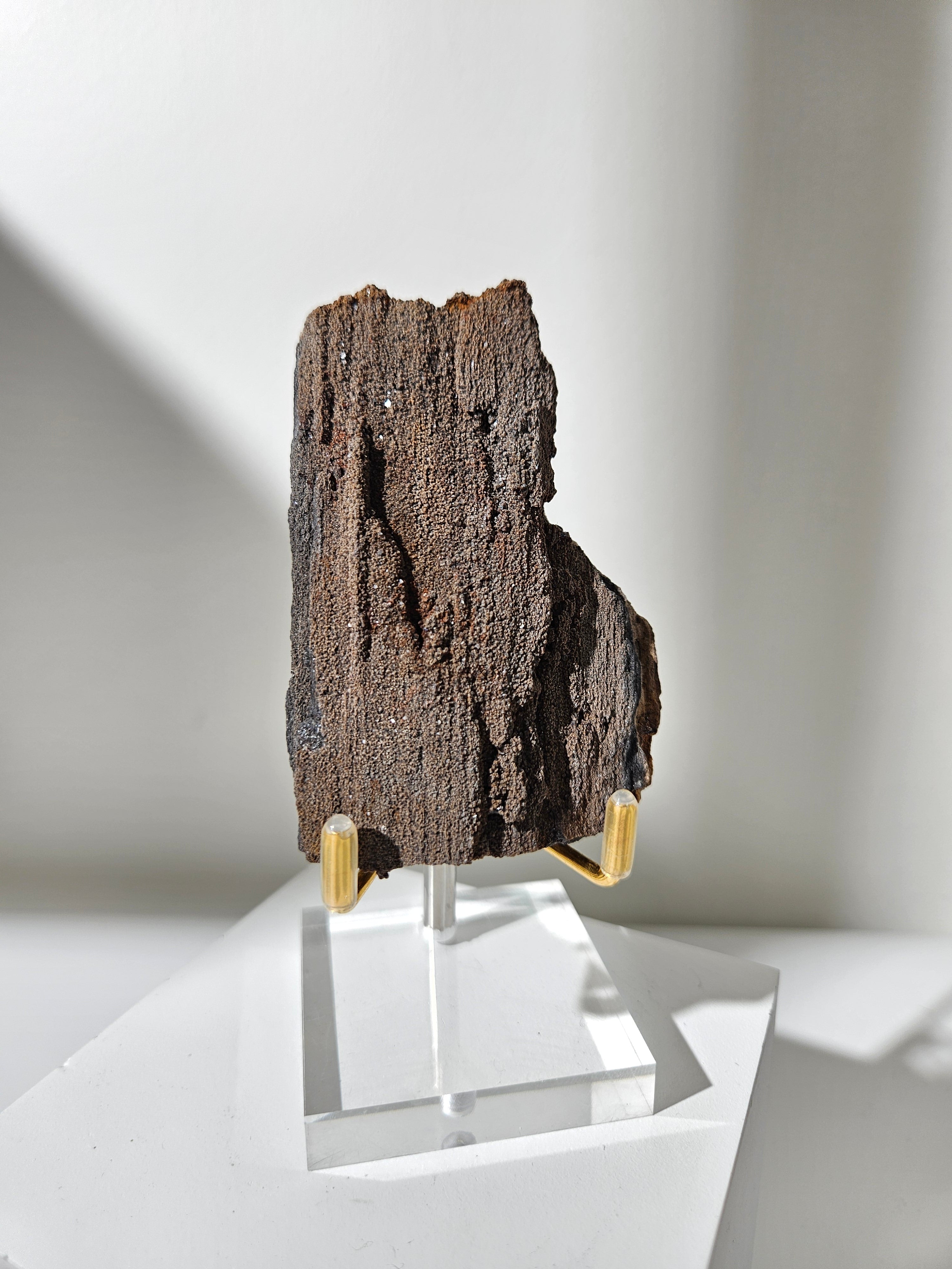Permineralized Wood 001