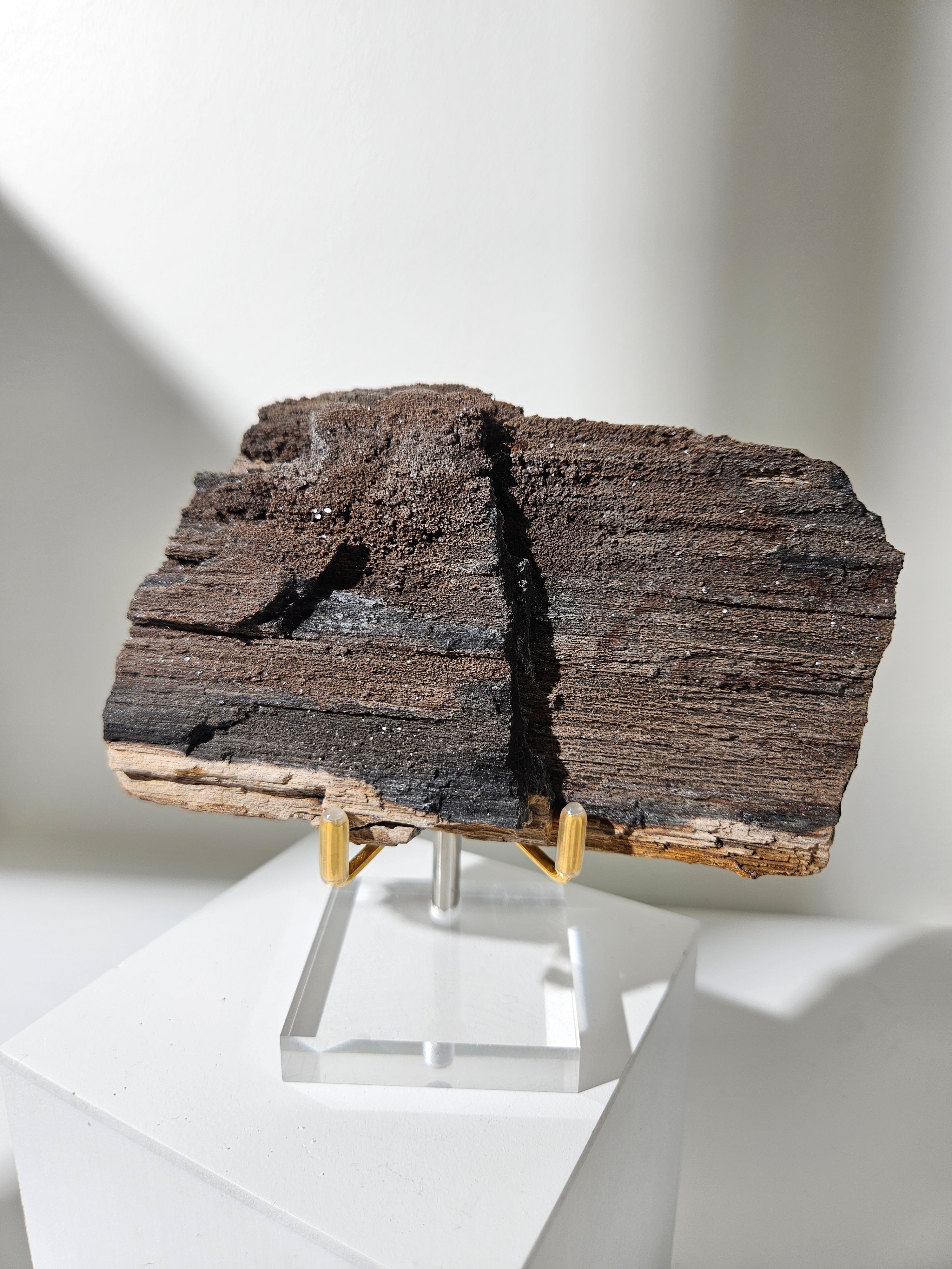 Permineralized Wood 002