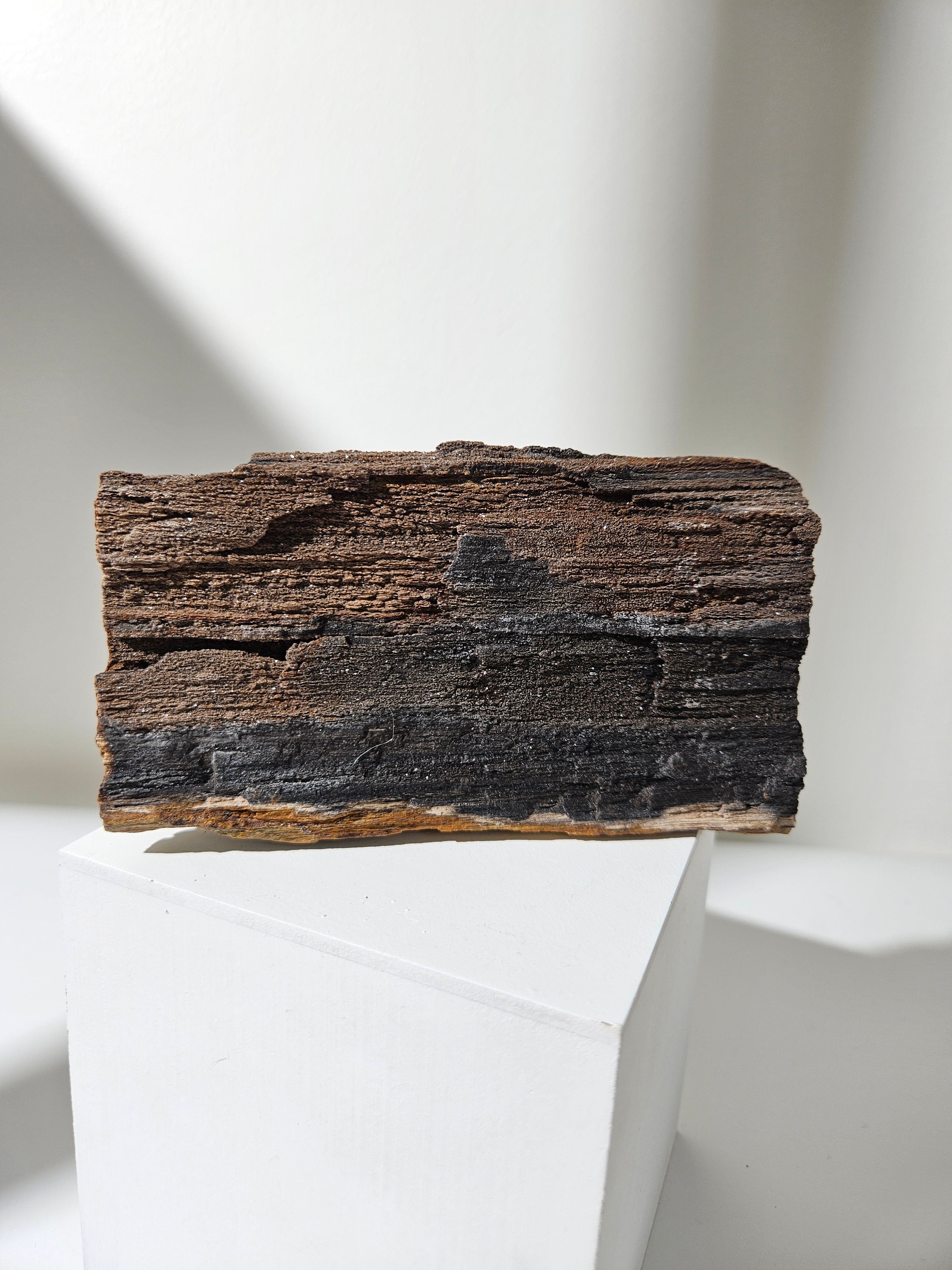 Permineralized Wood 003