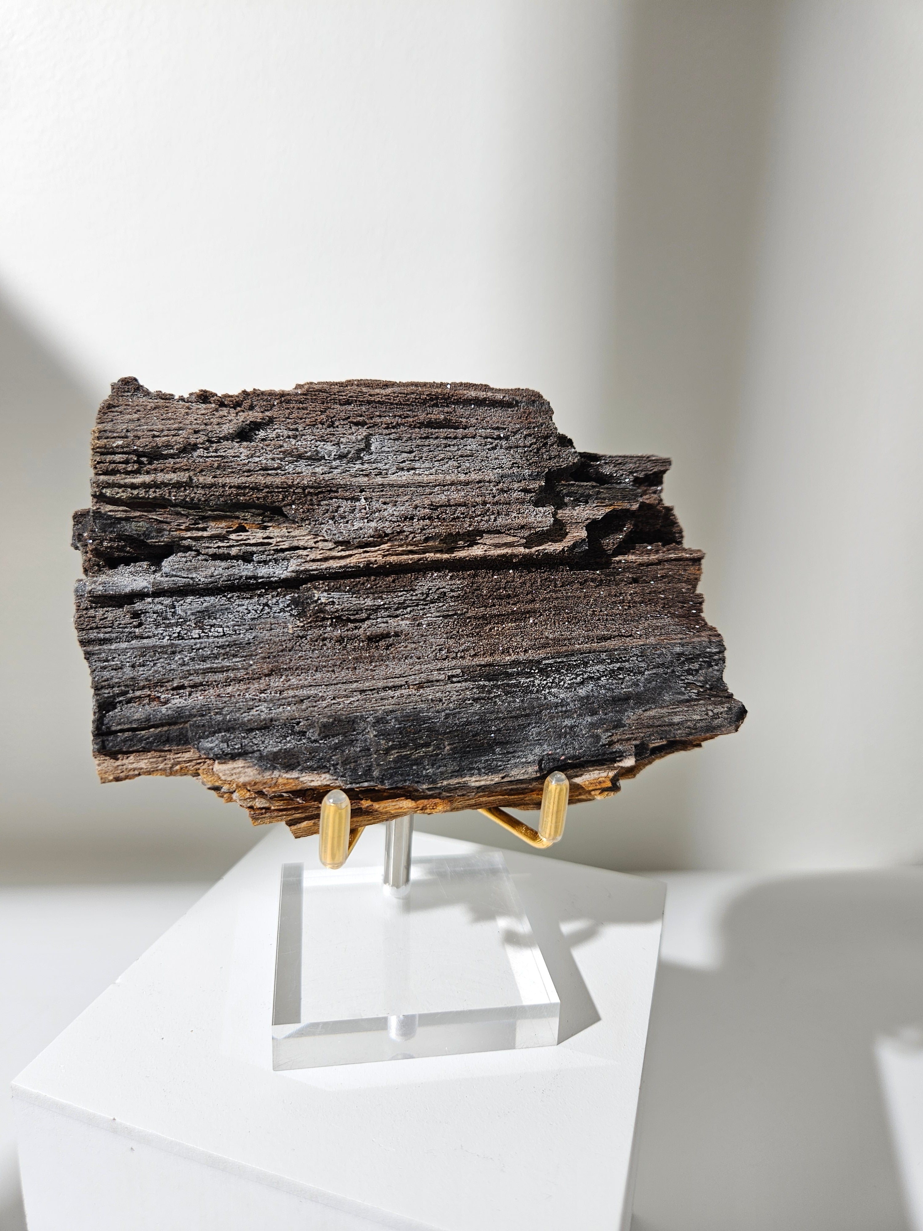 Permineralized Wood 004