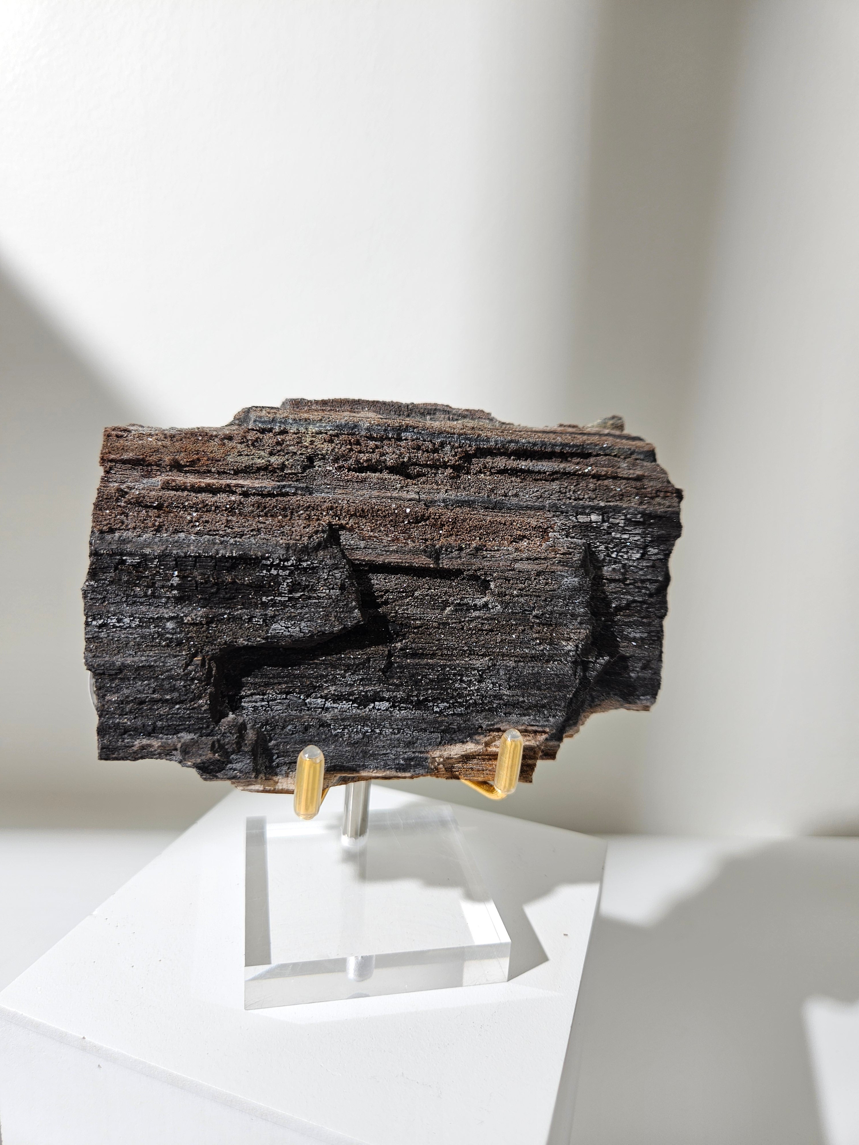 Permineralized Wood 004
