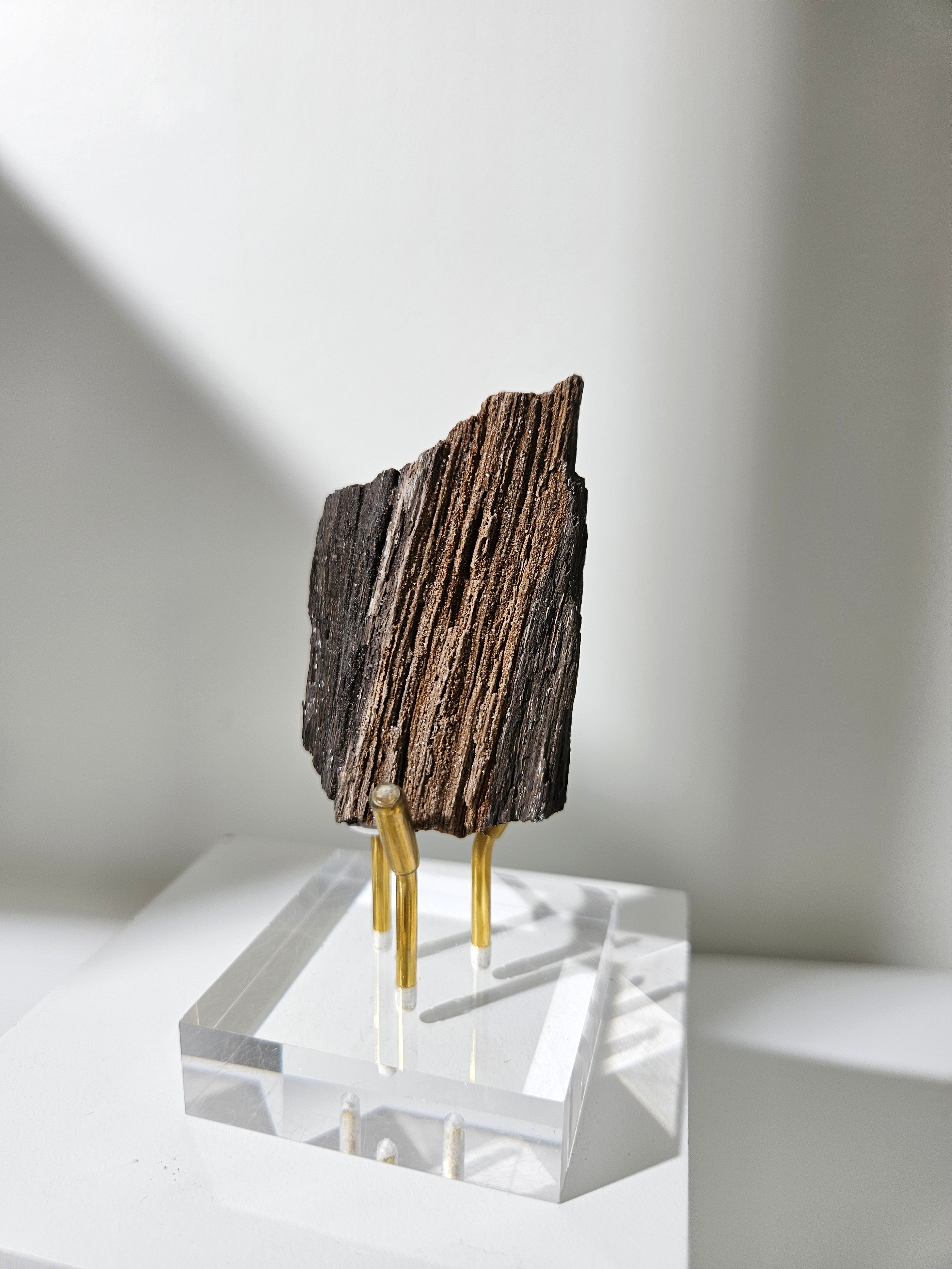 Permineralized Wood 009