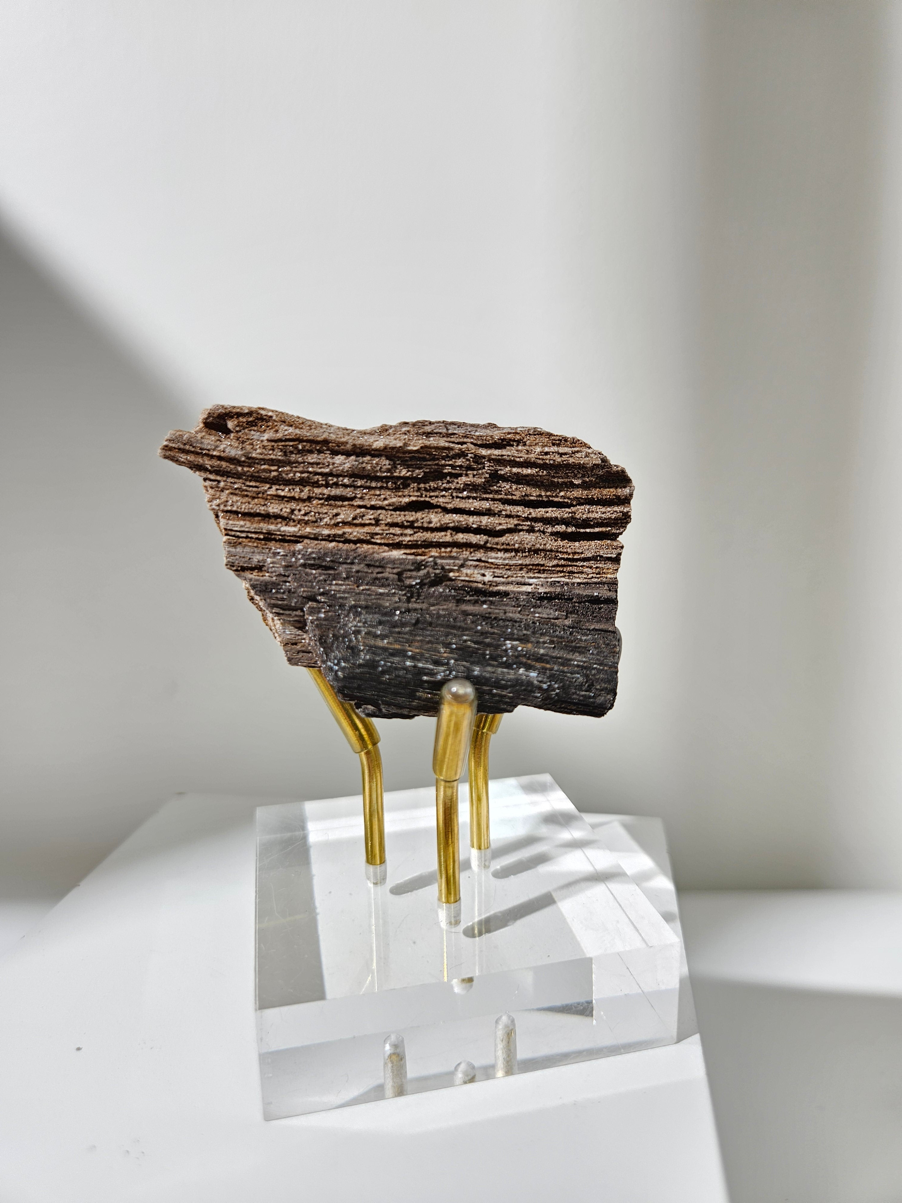 Permineralized Wood 012