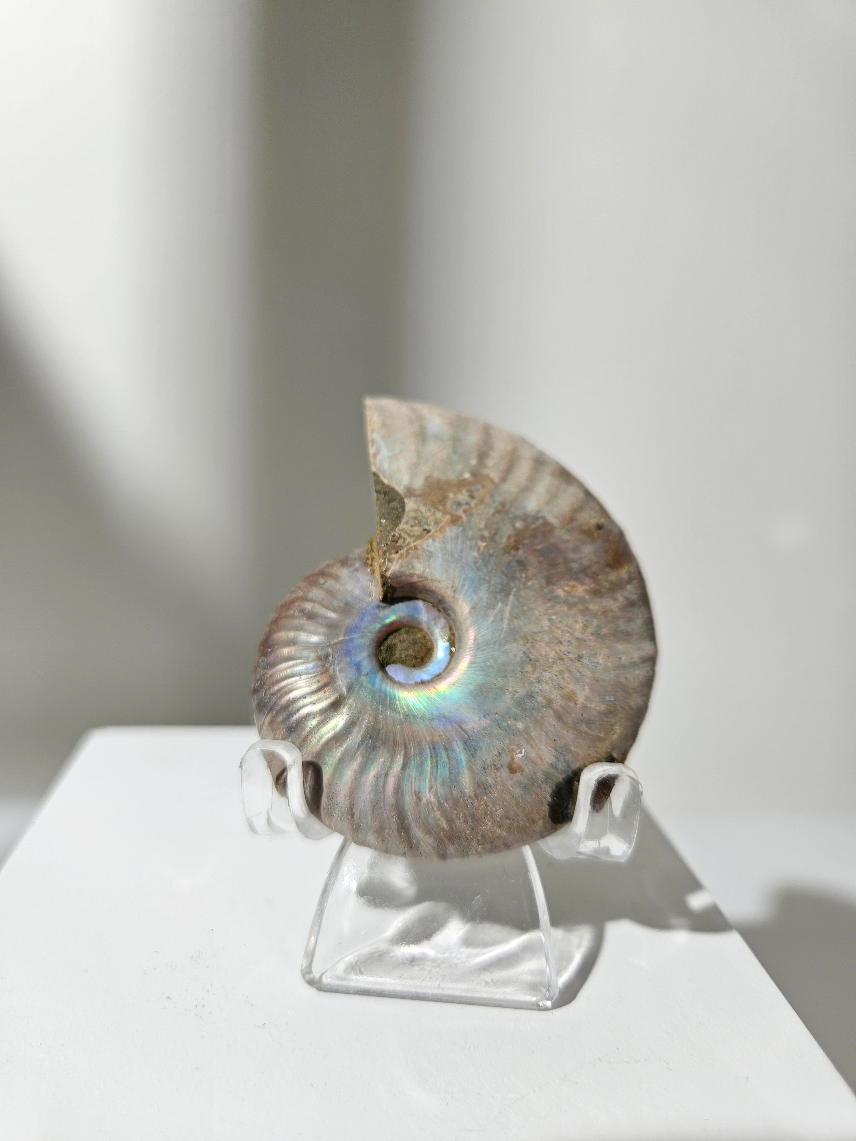 Iridescent Ammonite Shell 001