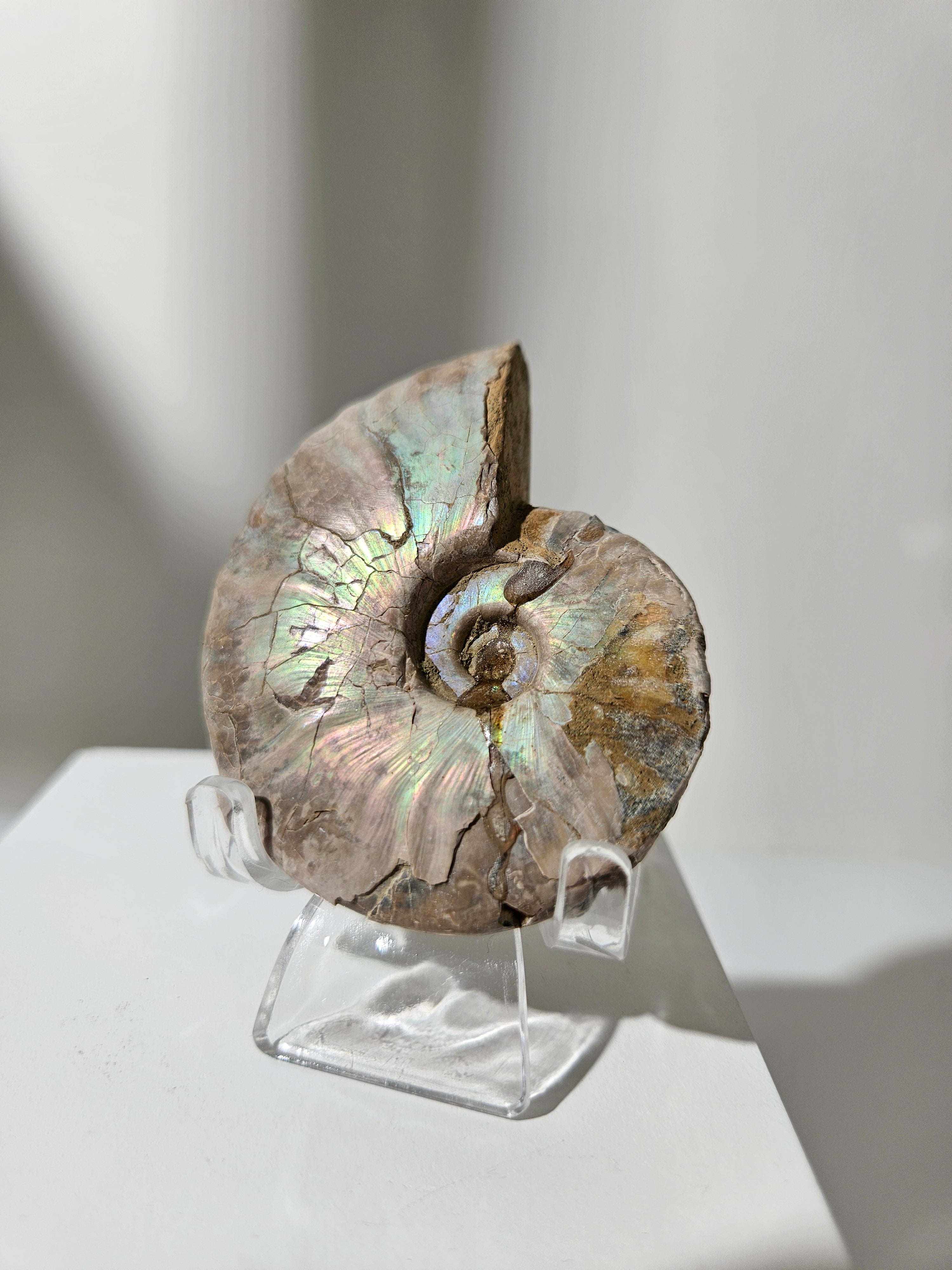 Iridescent Ammonite Shell 002