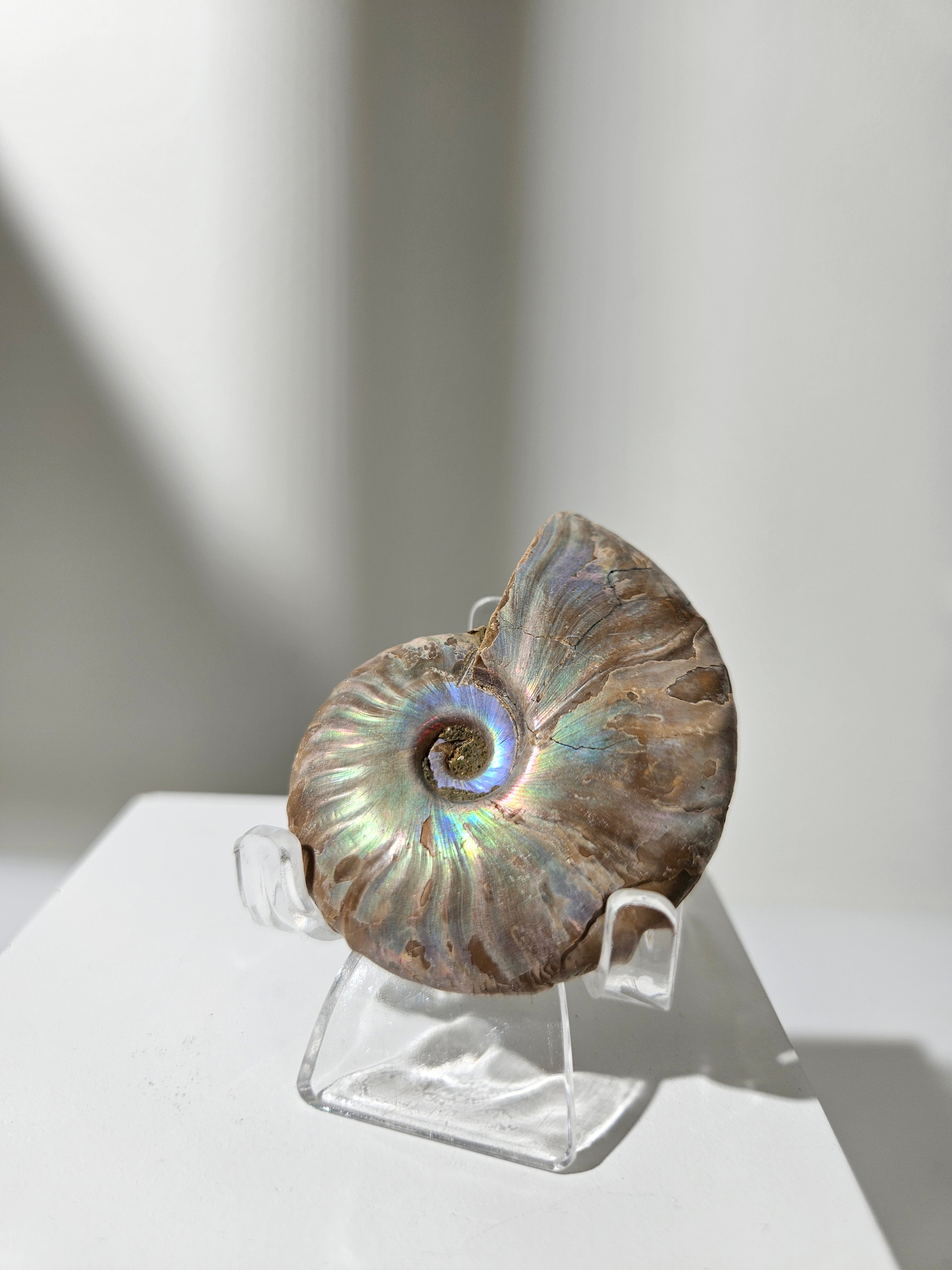 Iridescent Ammonite Shell 003