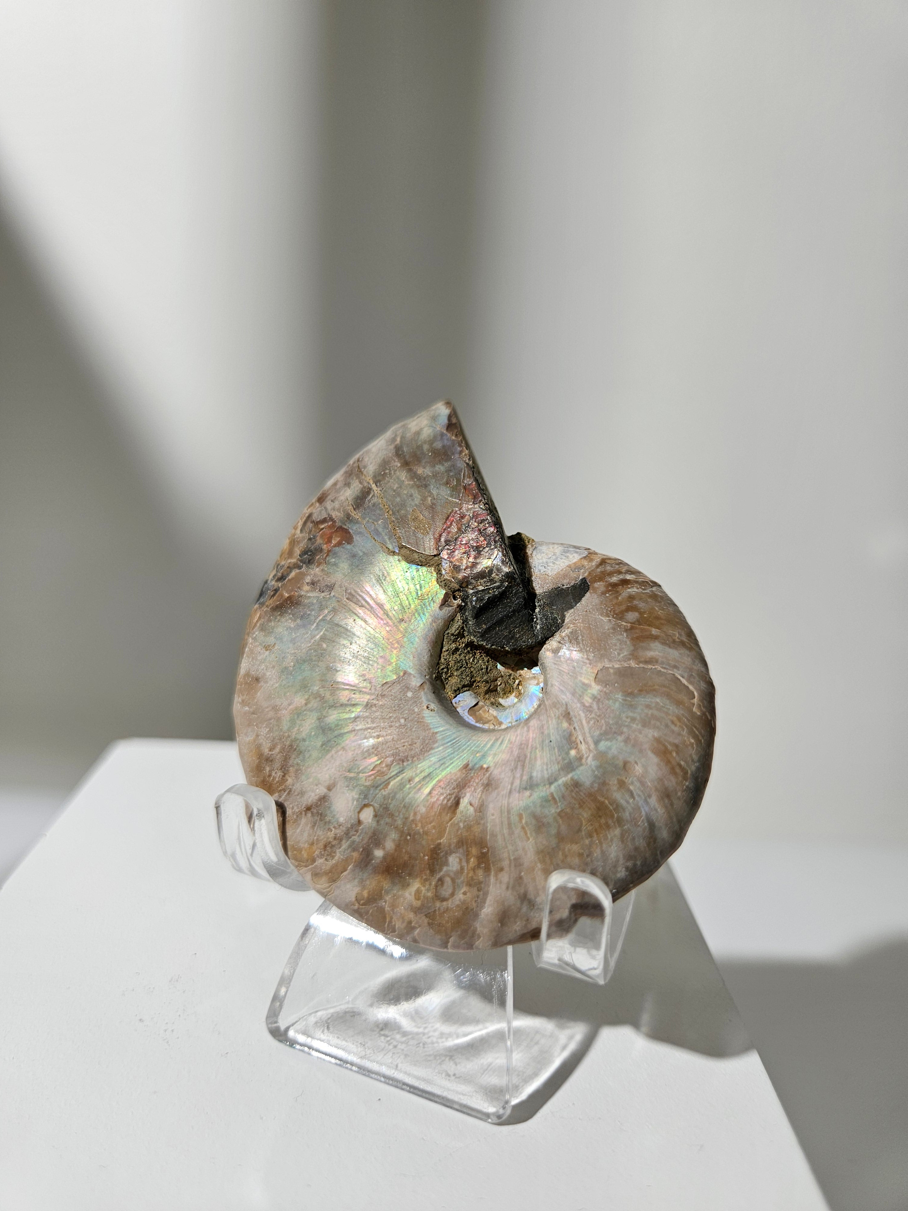 Iridescent Ammonite Shell 004