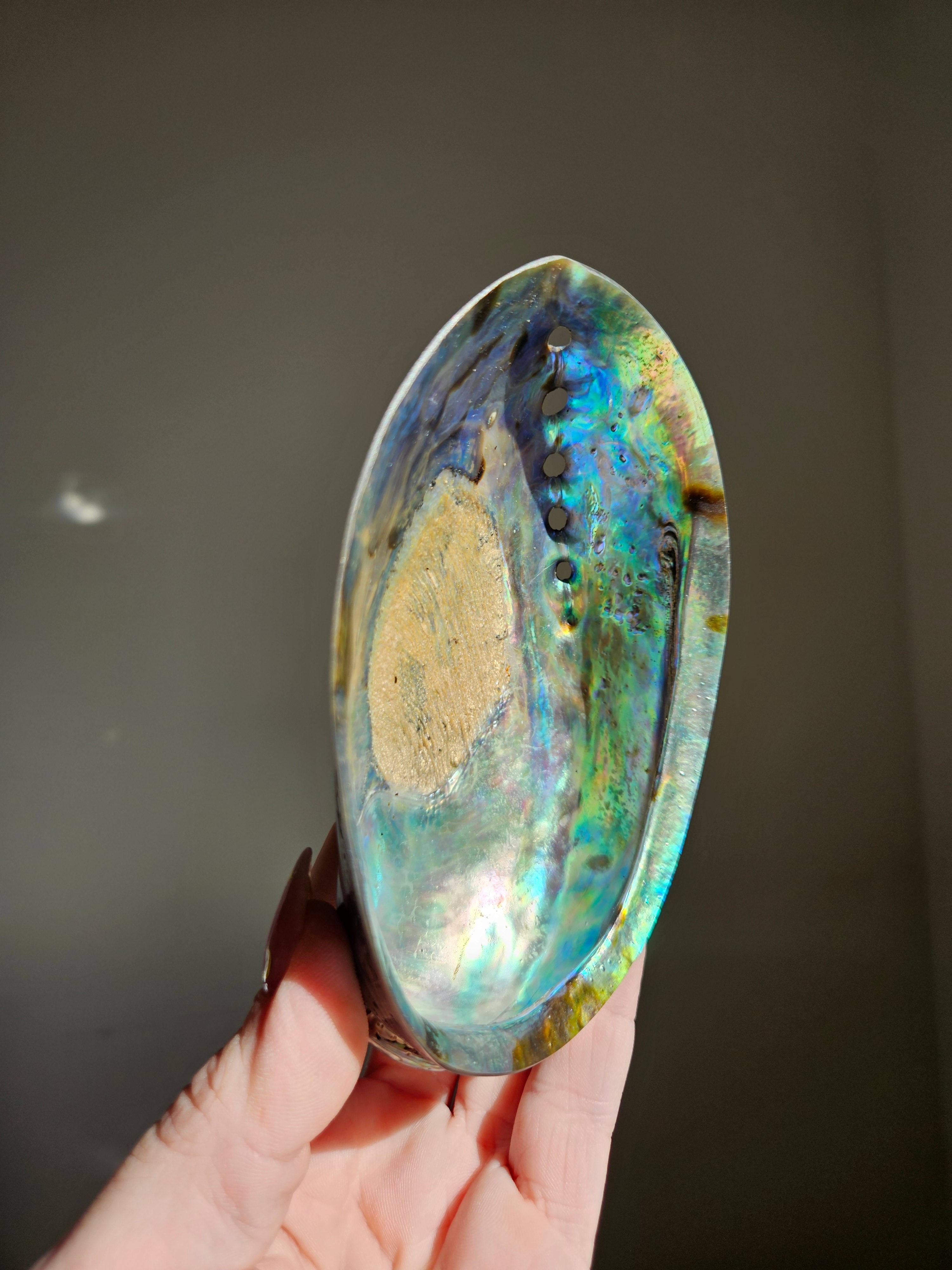 Polished Abalone Shell 007