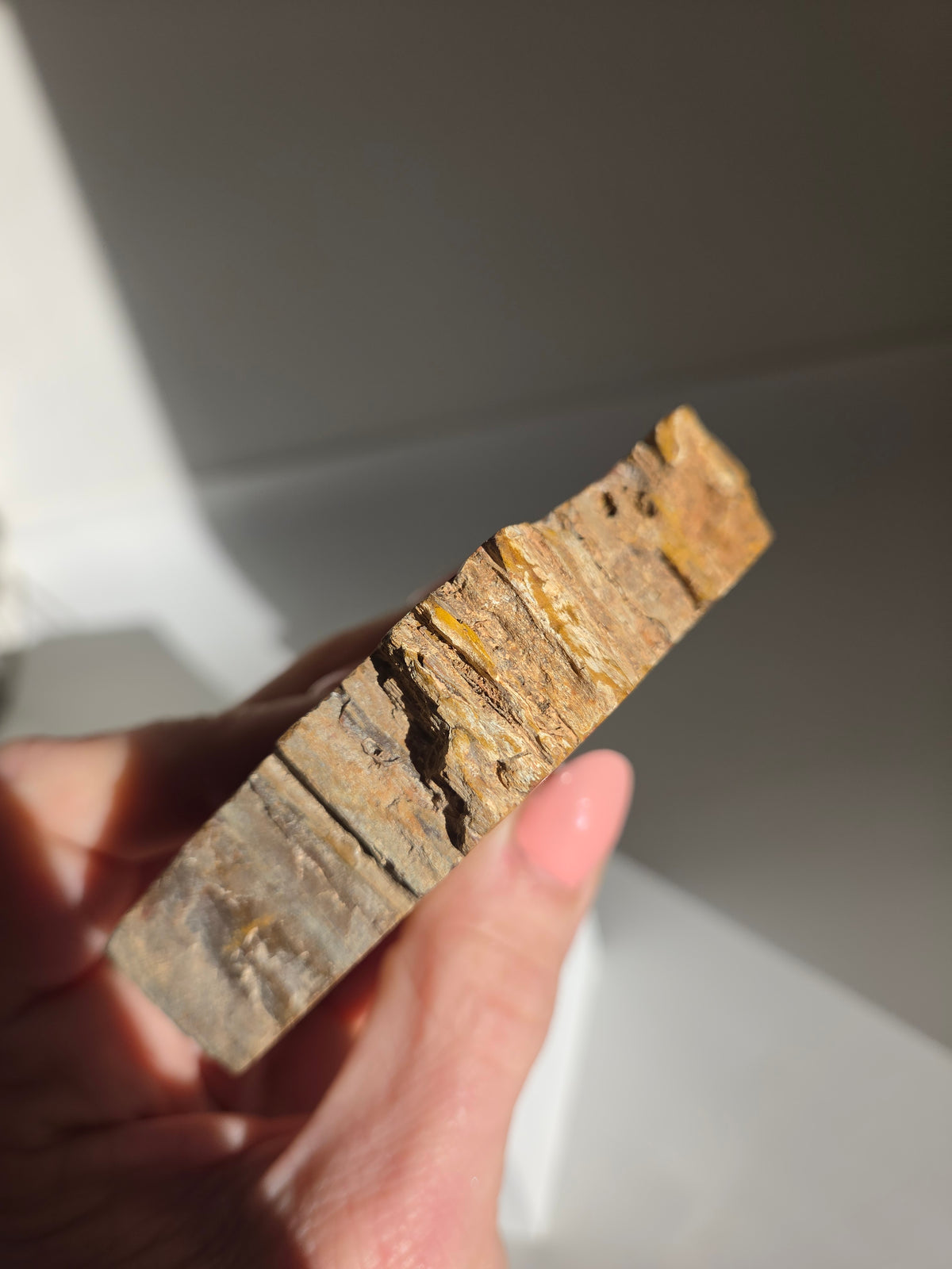 Petrified Wood Slab 006
