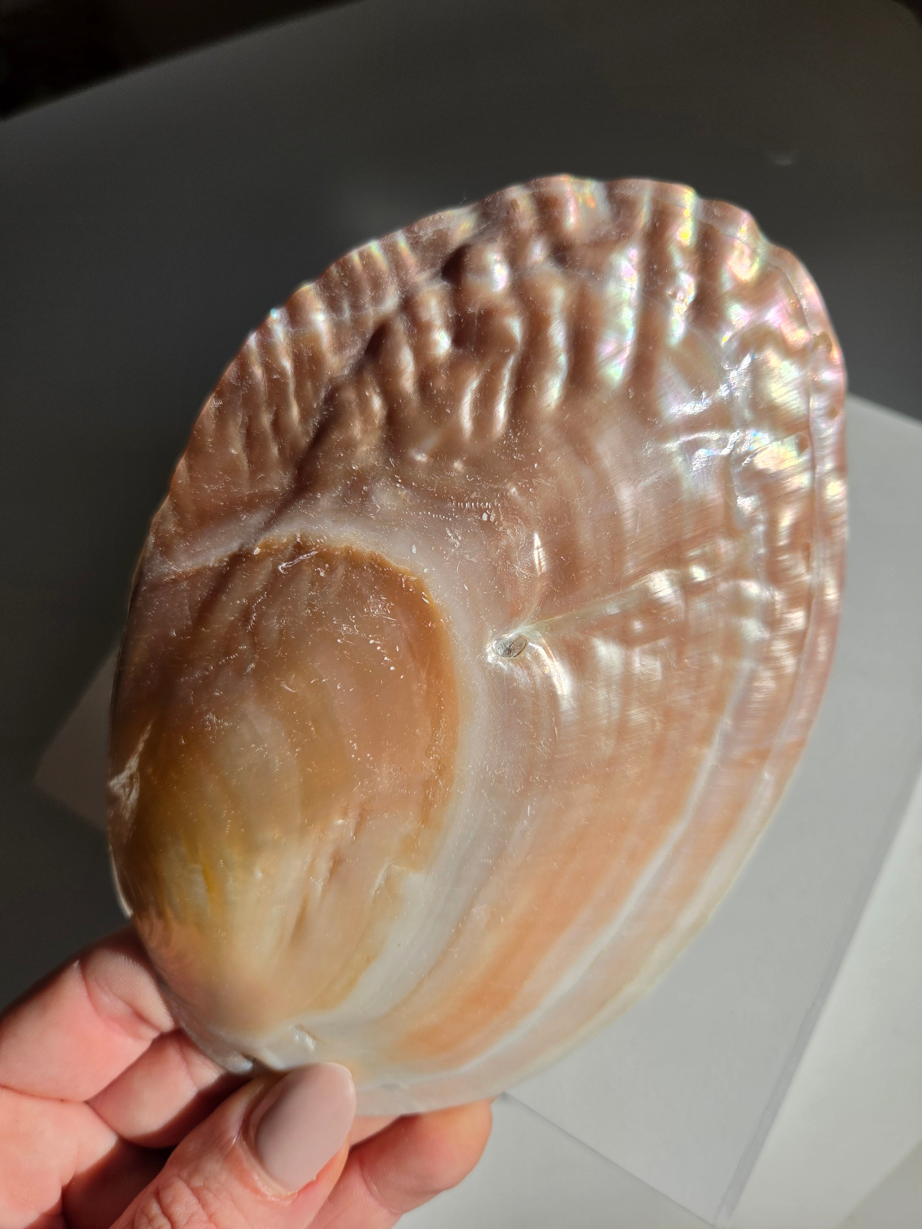 Iridescent Oyster Shell 006