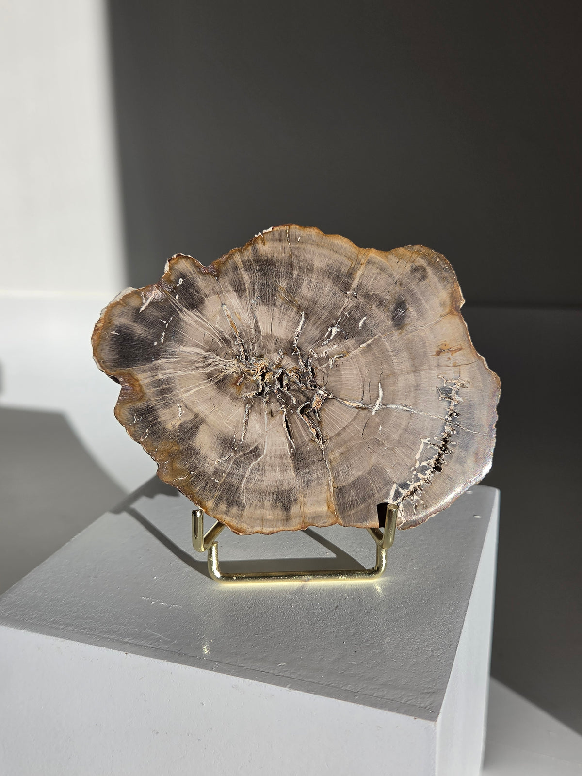 Petrified Wood Slab 009