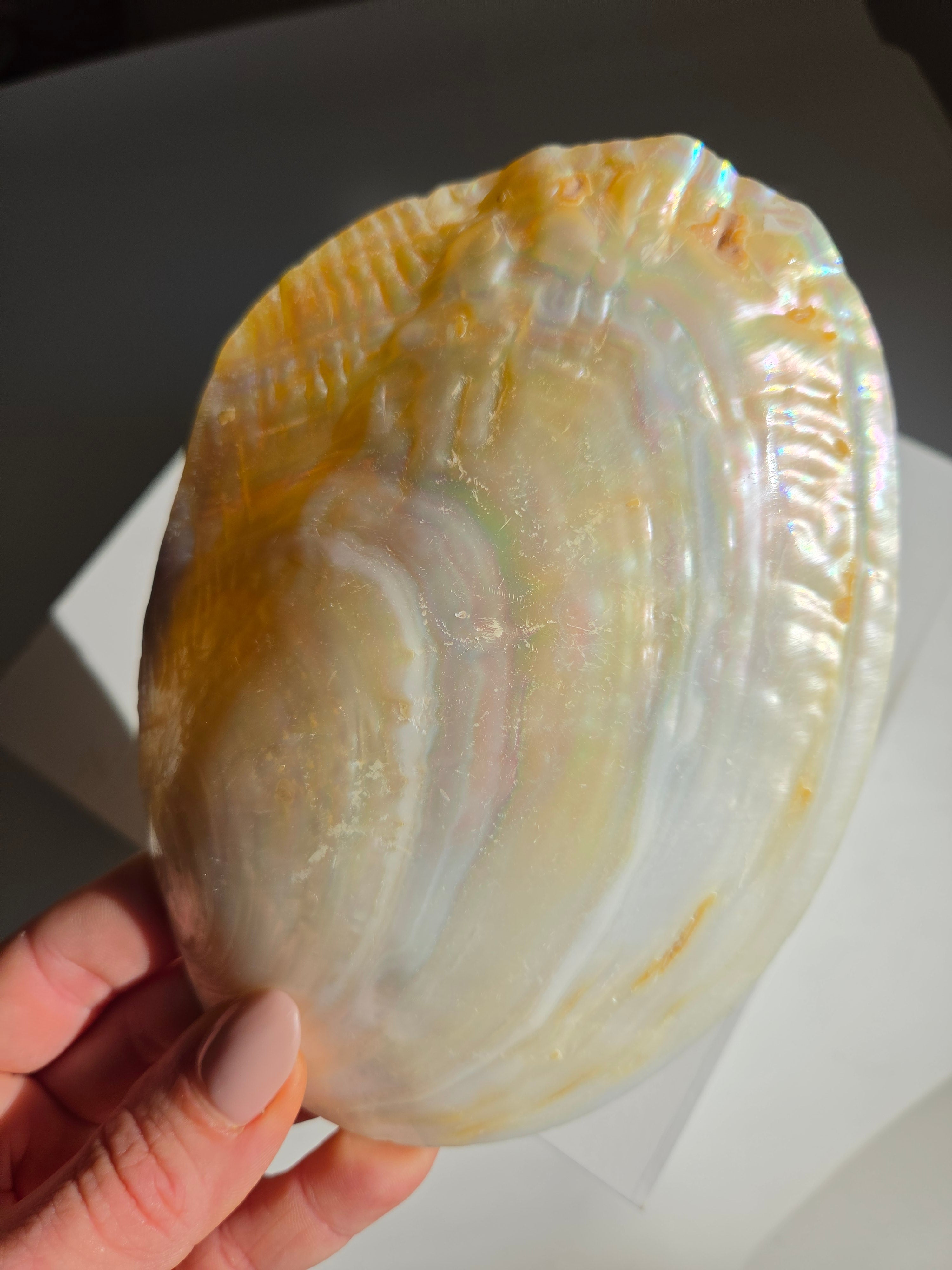 Iridescent Oyster Shell 002
