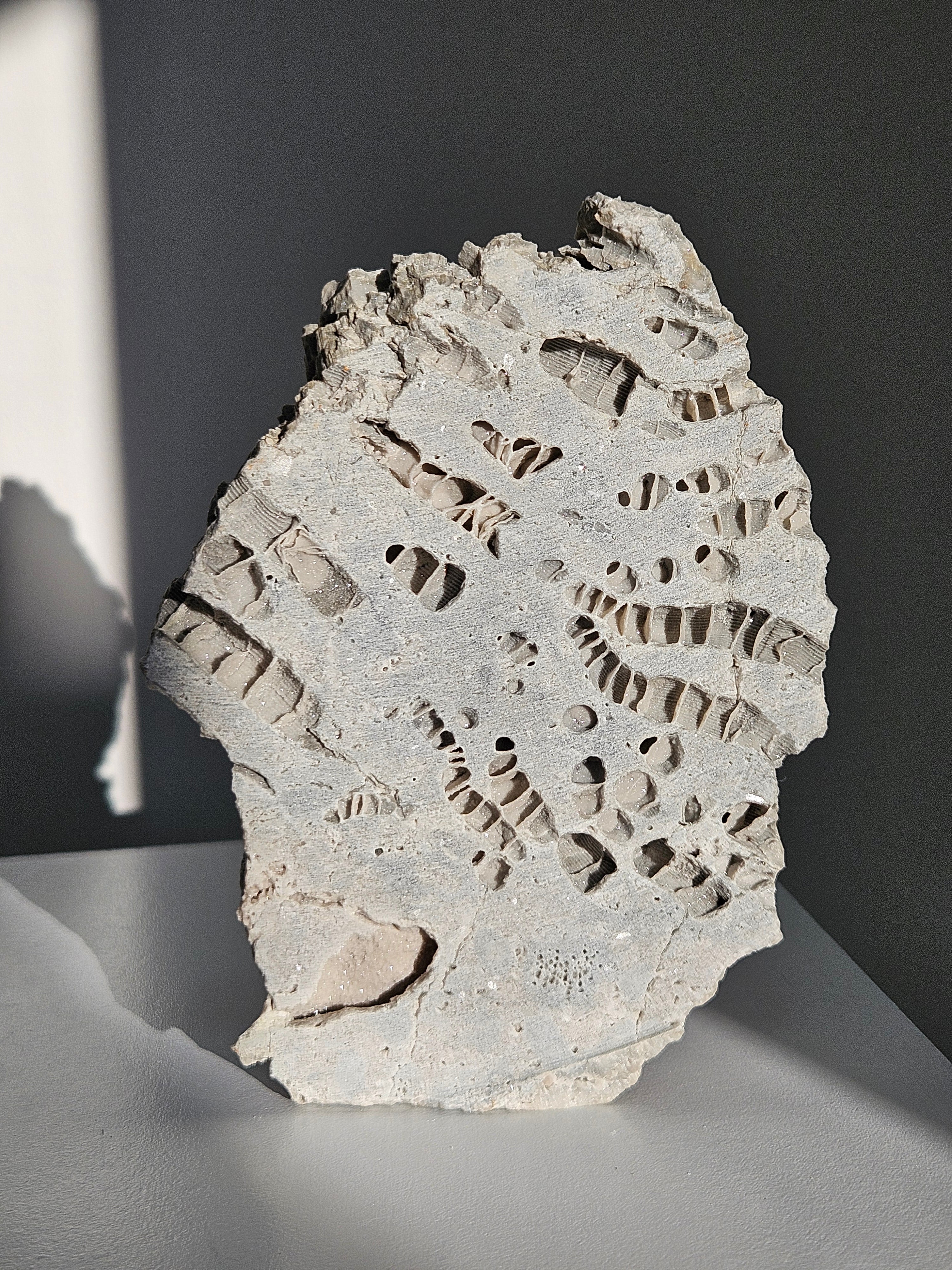 Fossilized Coral Slab 003