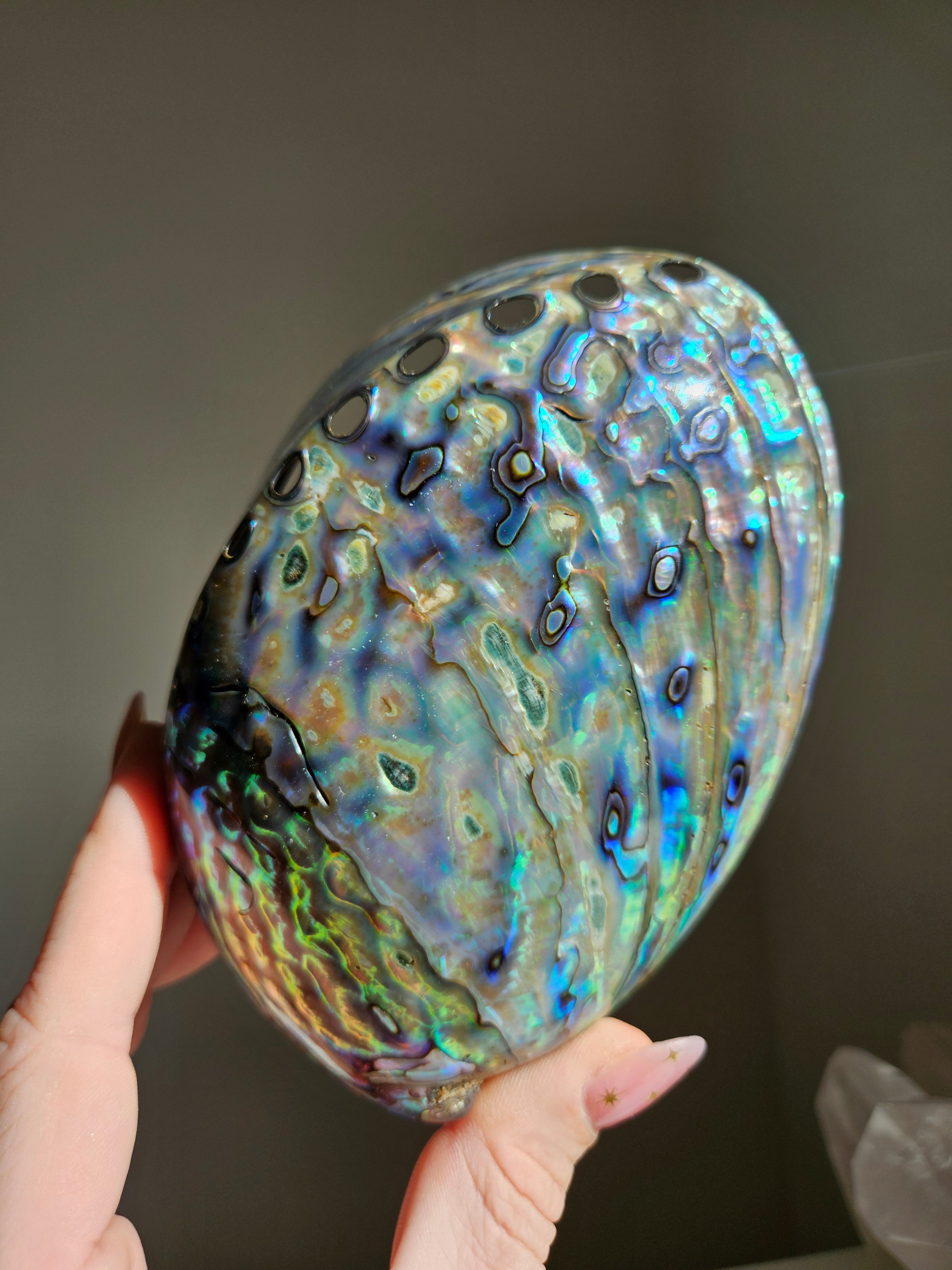 Polished Abalone Shell 006