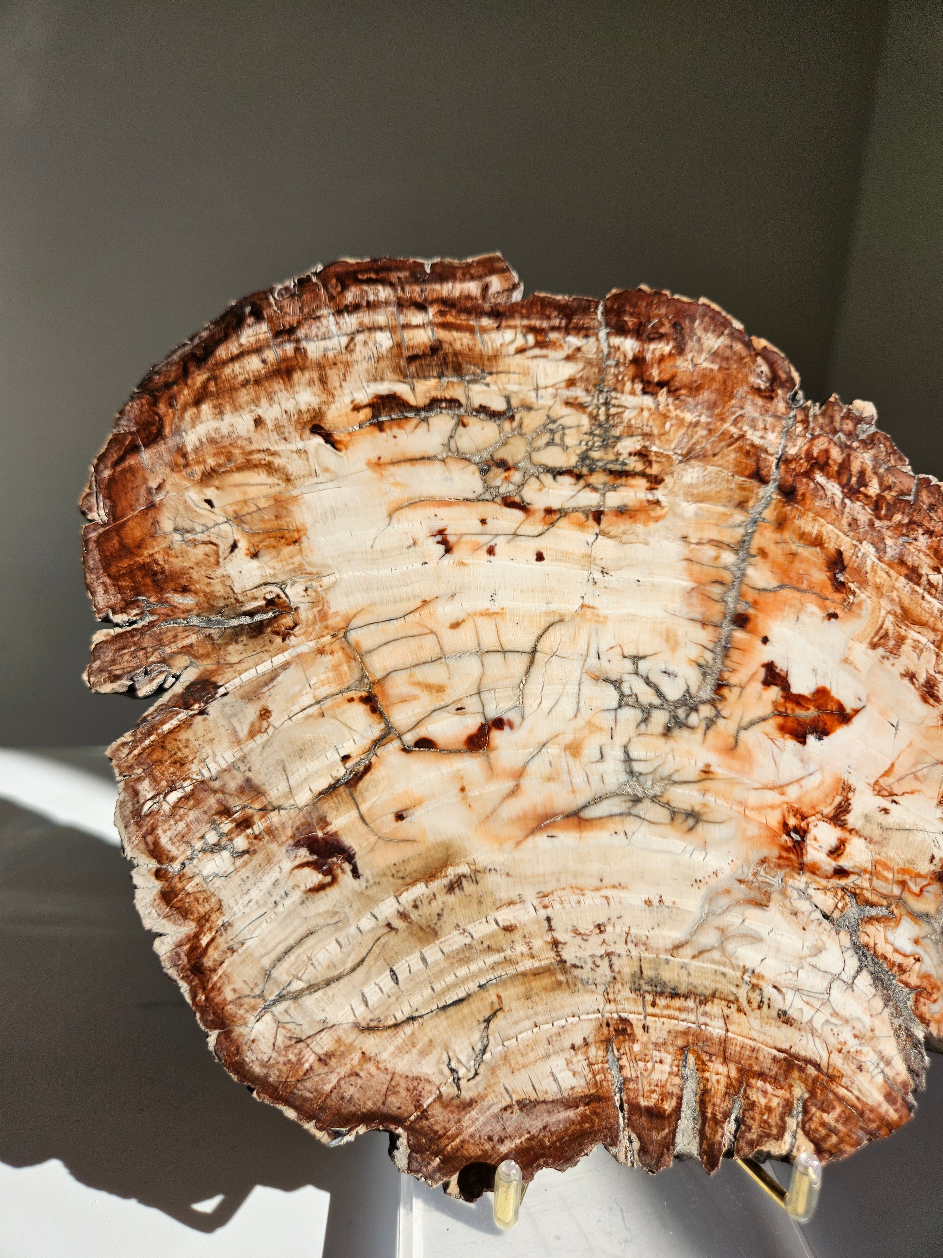 Petrified Wood Slab 001