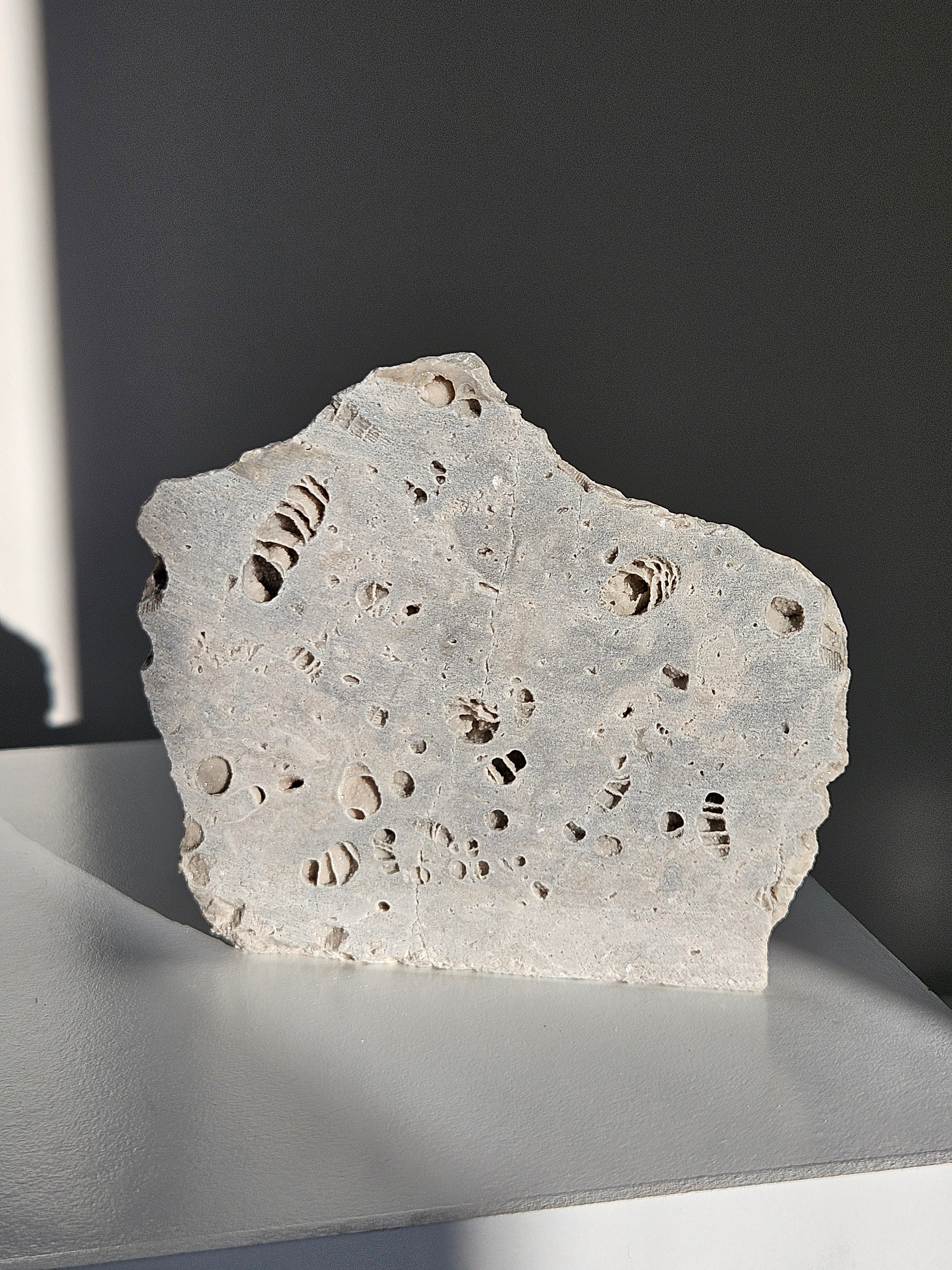 Fossilized Coral Slab 006