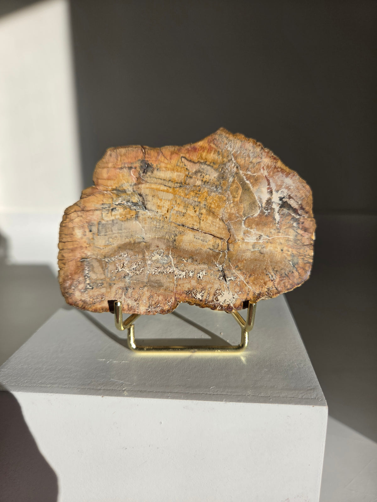 Petrified Wood Slab 004