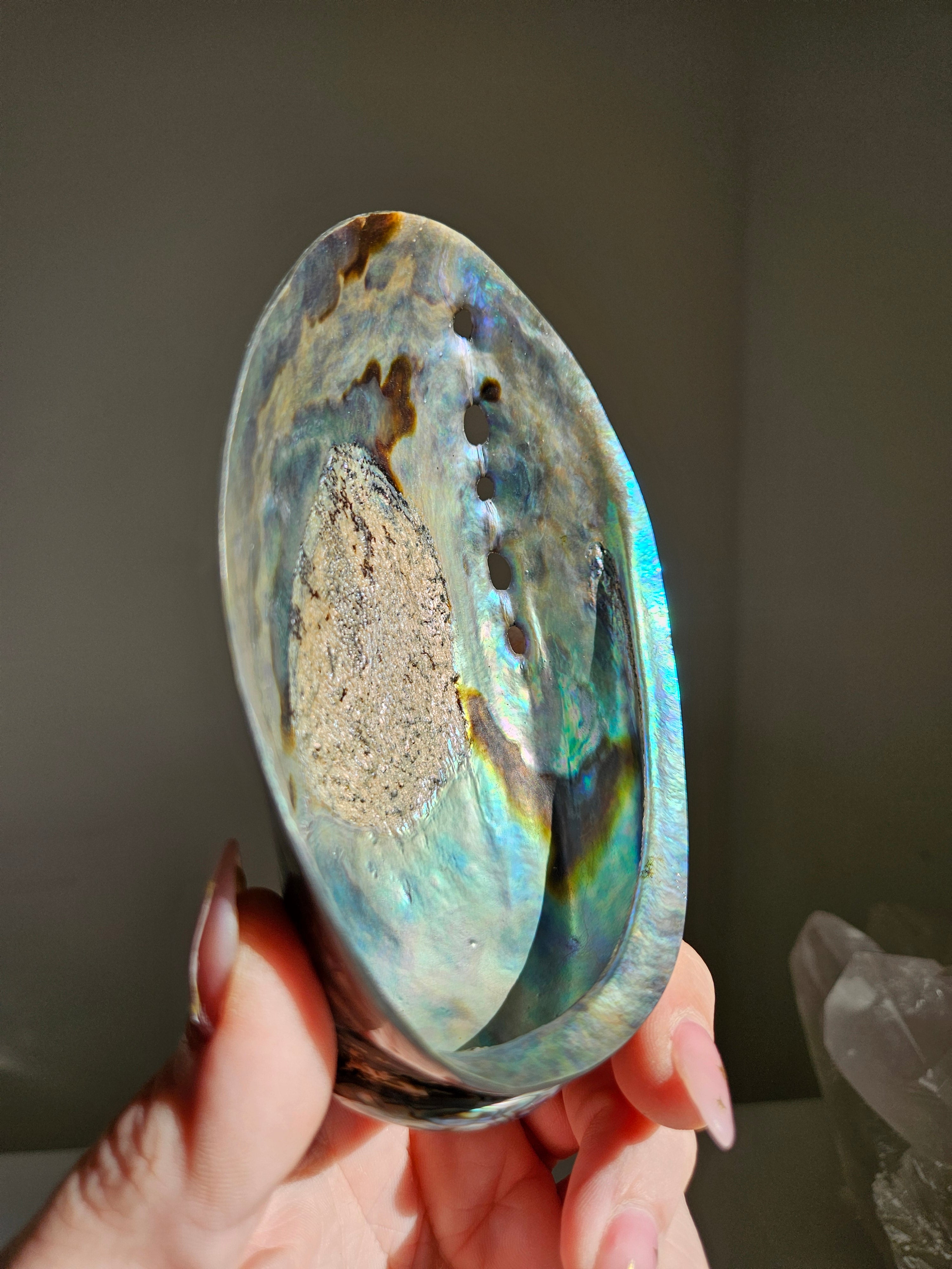 Polished Abalone Shell 003