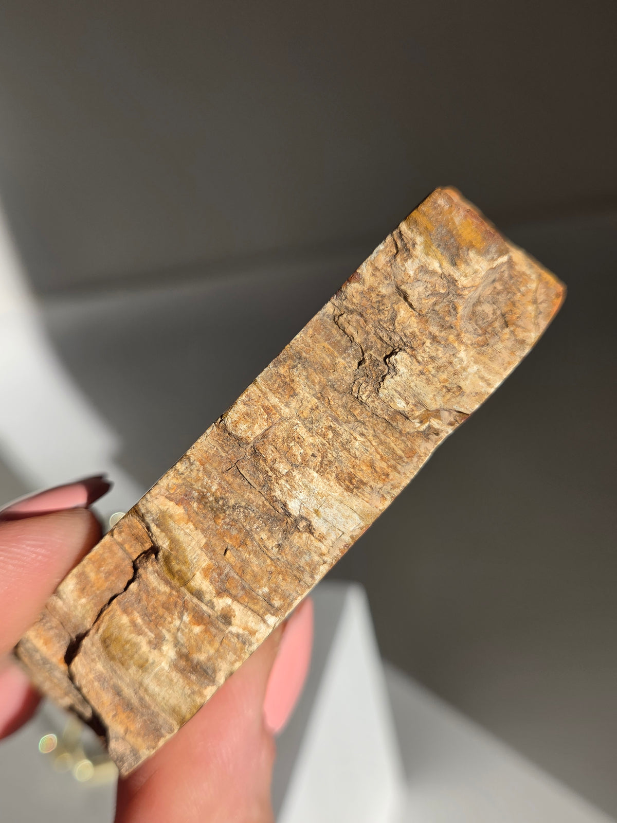 Petrified Wood Slab 007