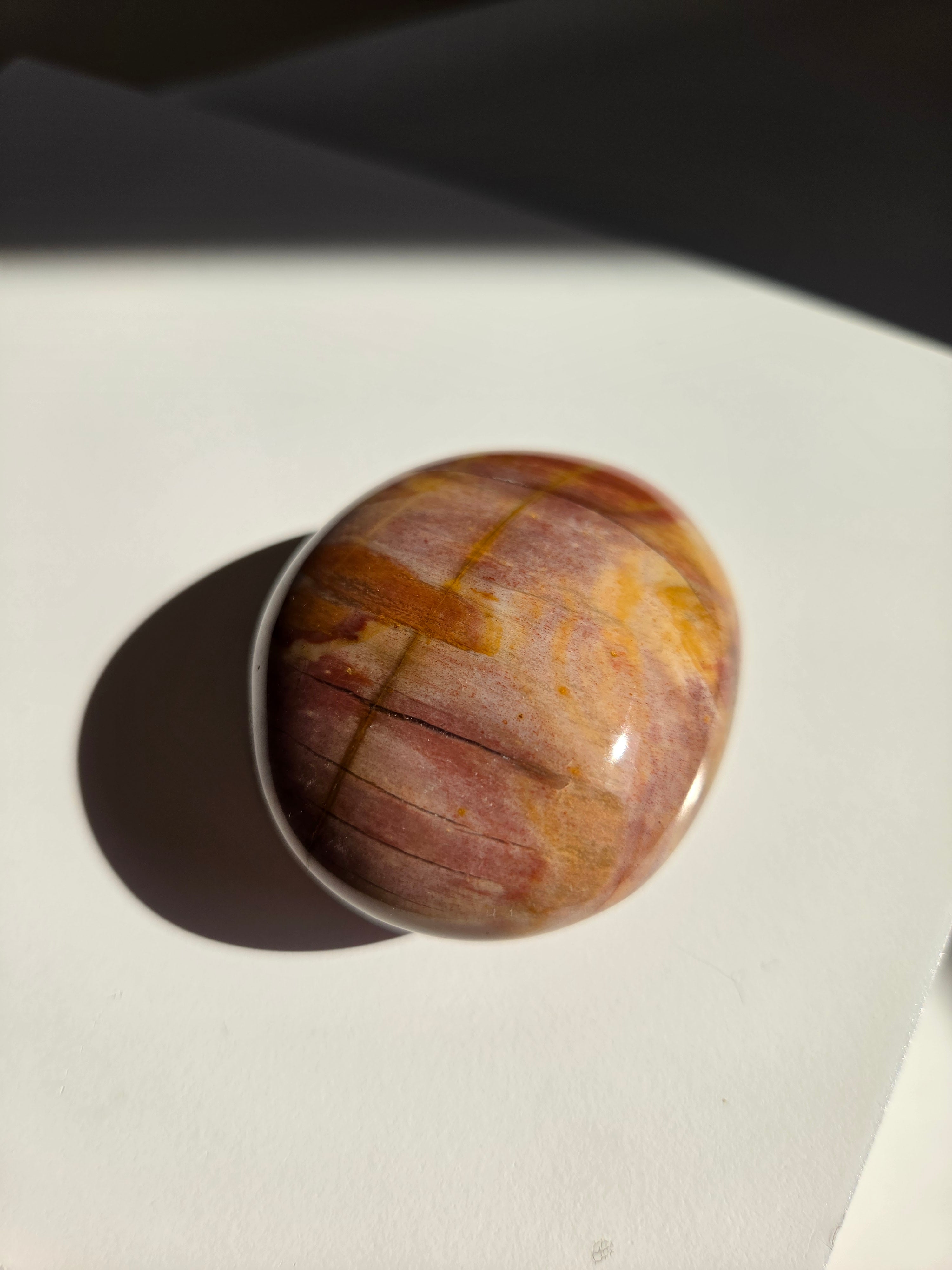 Petrified Wood Palm 002