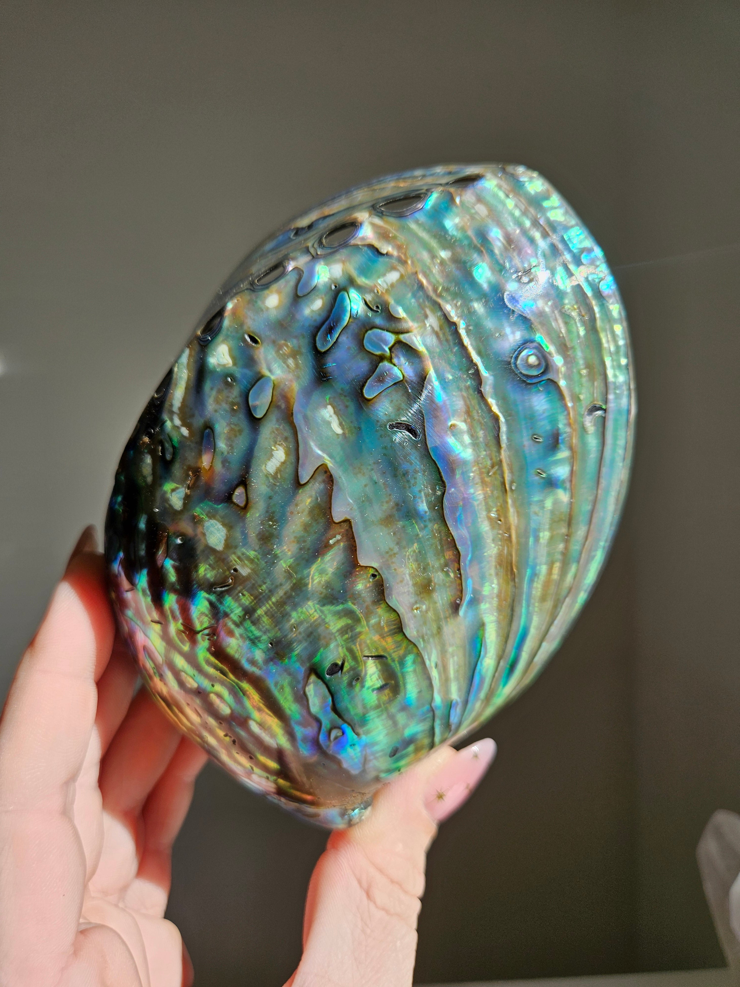Polished Abalone Shell 009
