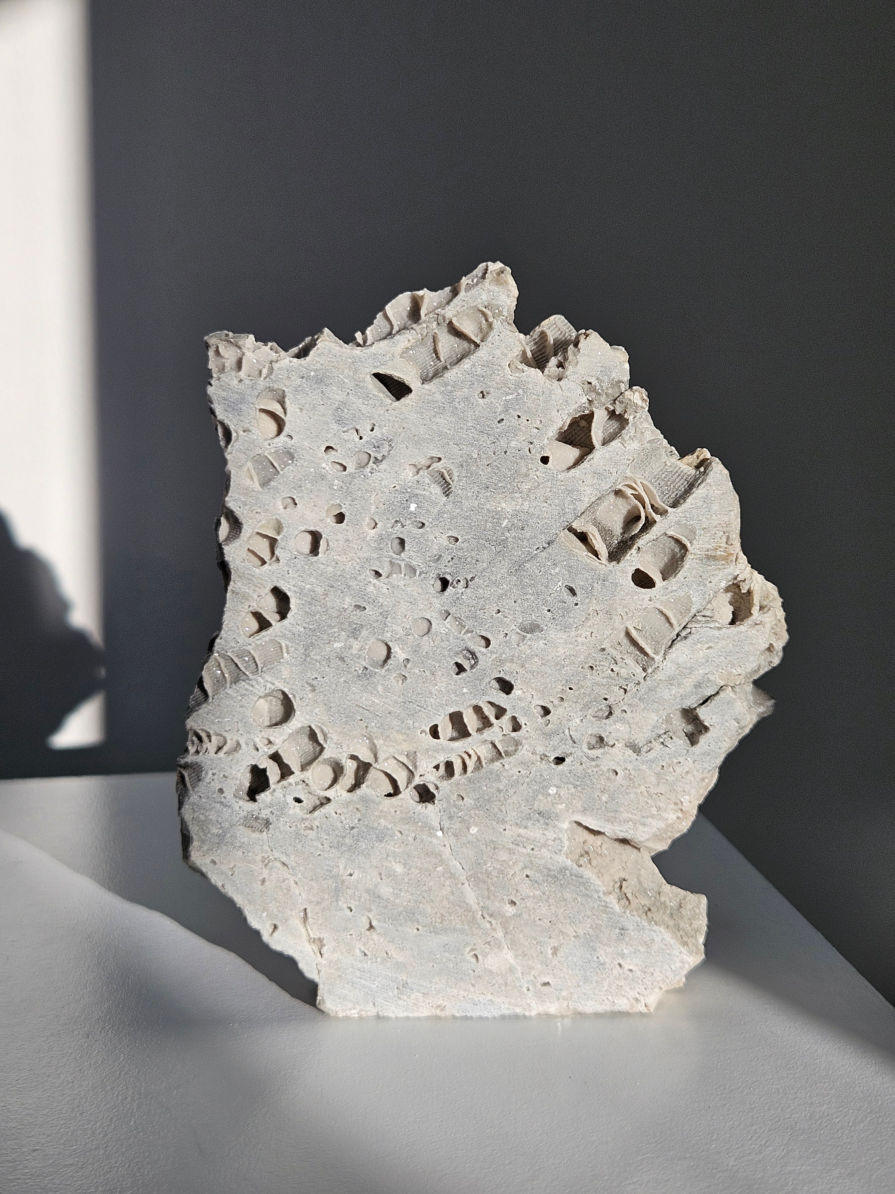 Fossilized Coral Slab 004