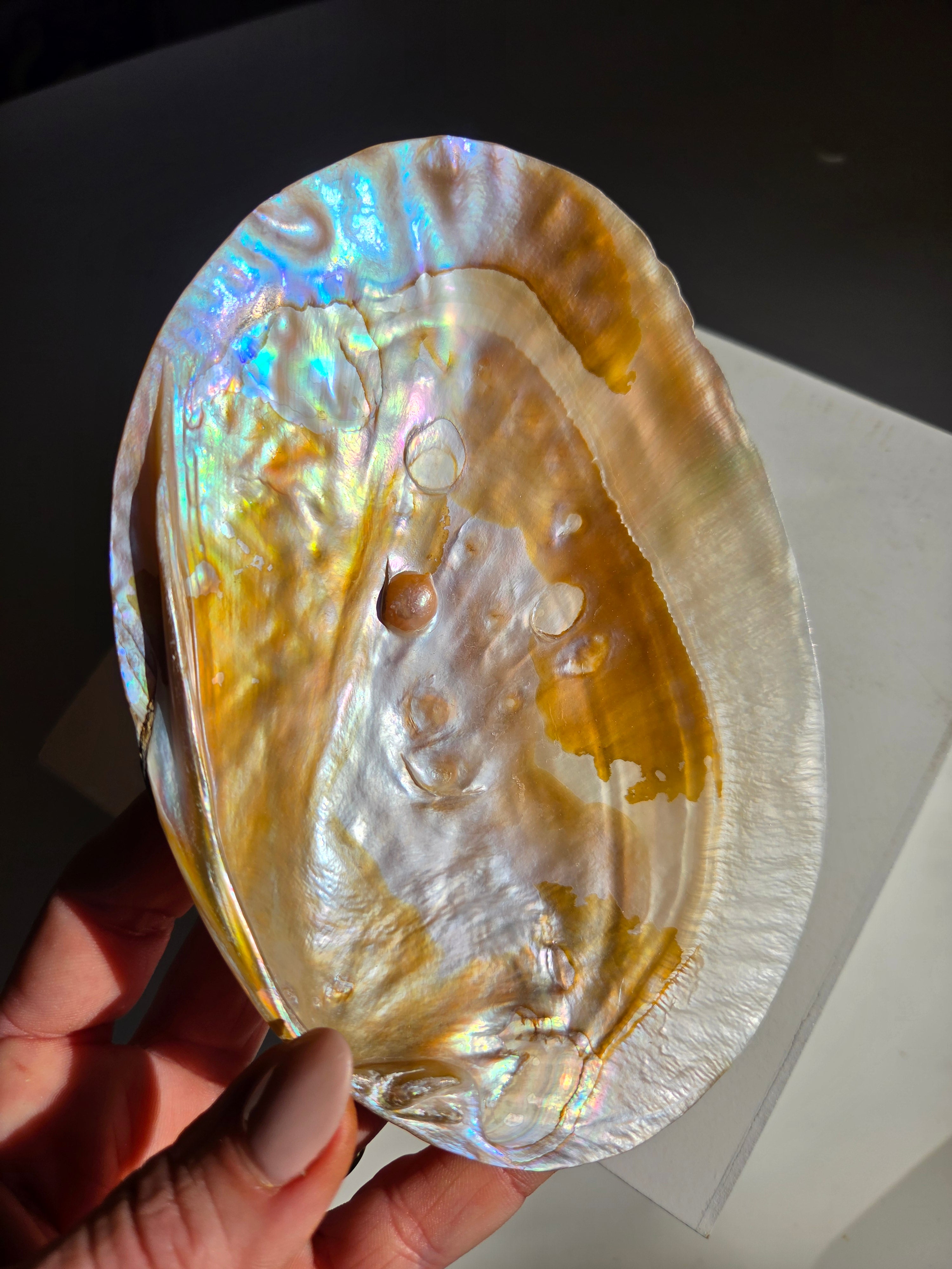 Iridescent Oyster Shell 005