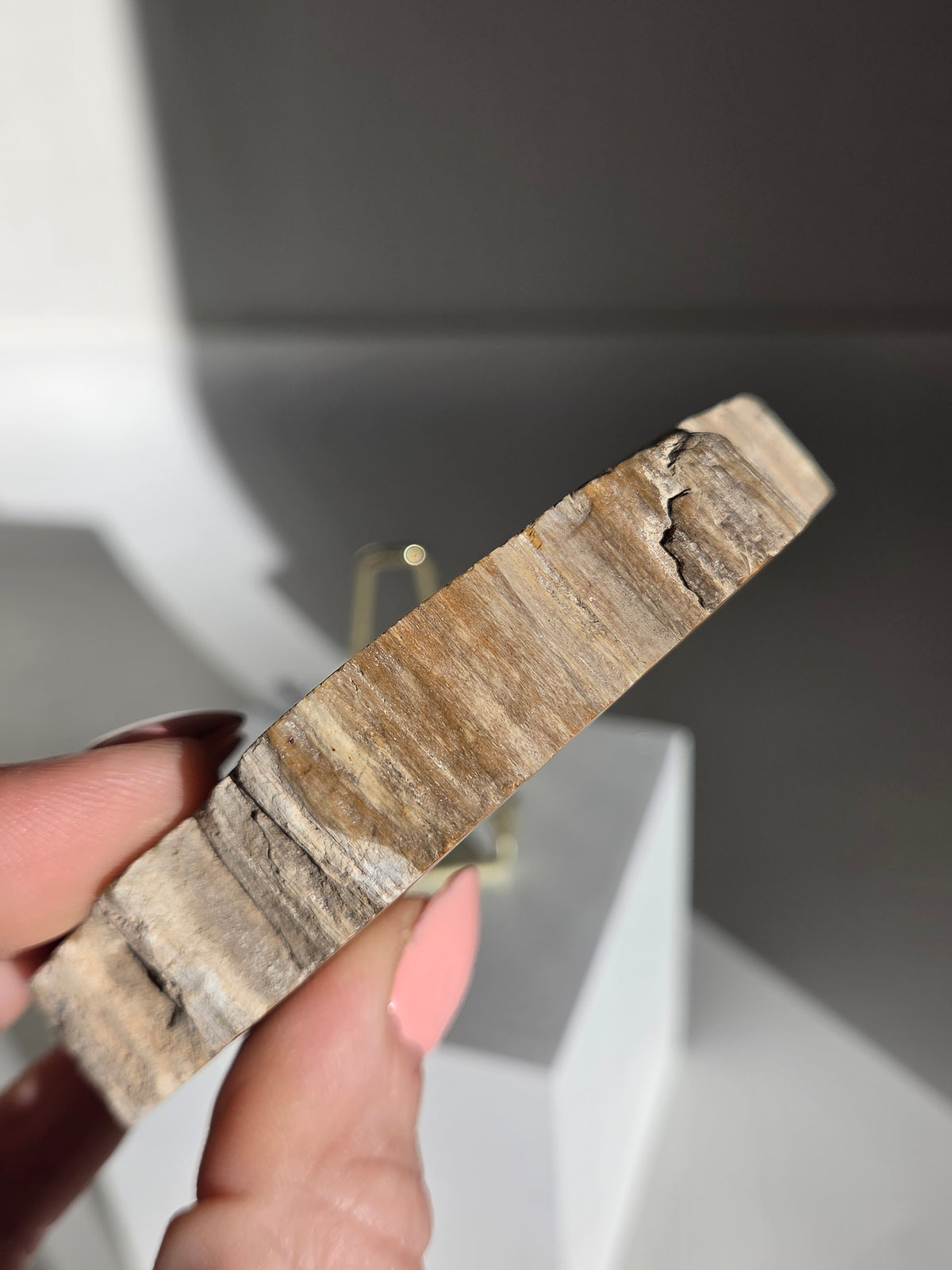 Petrified Wood Slab 009