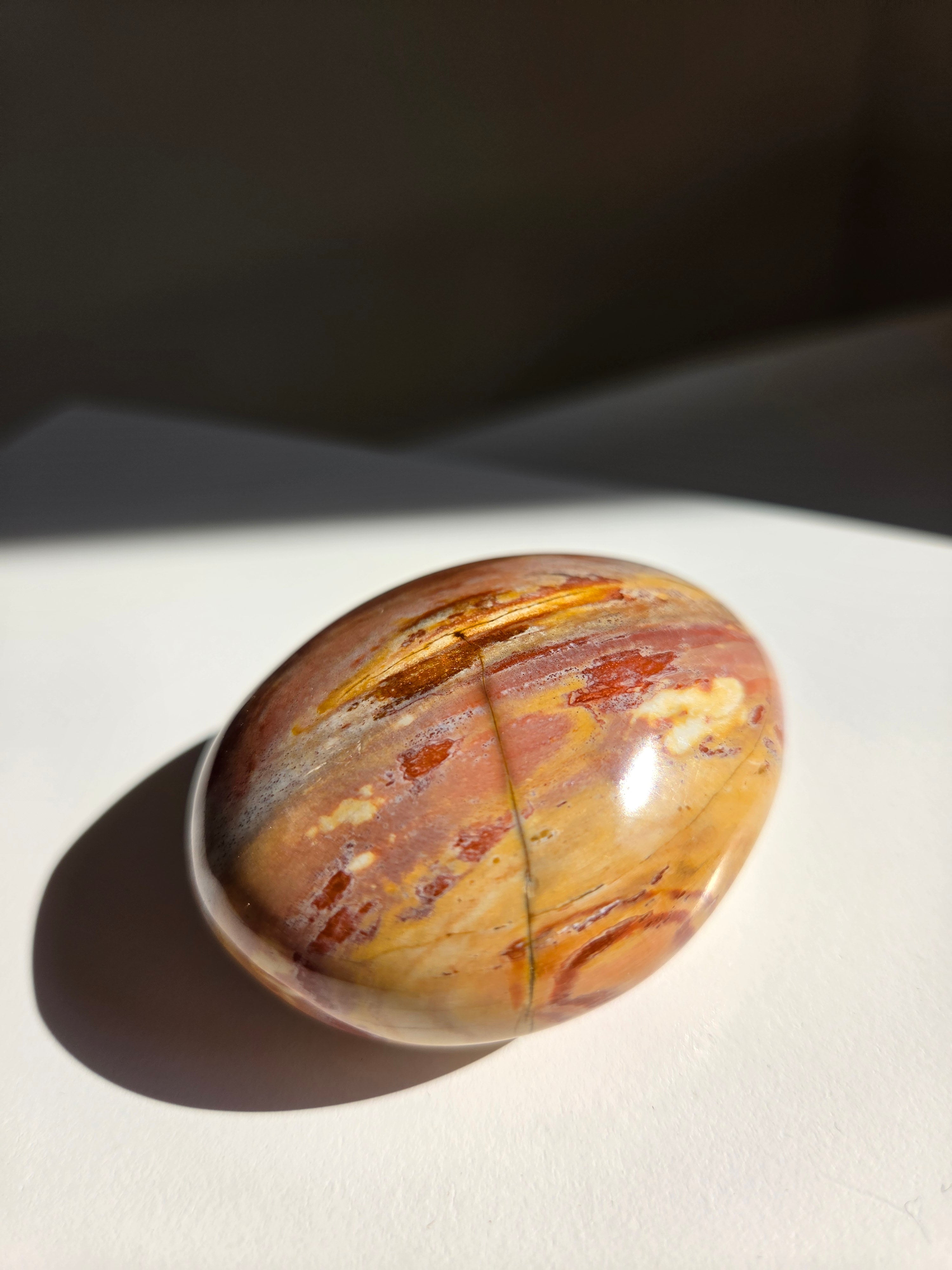 Petrified Wood Palm 001