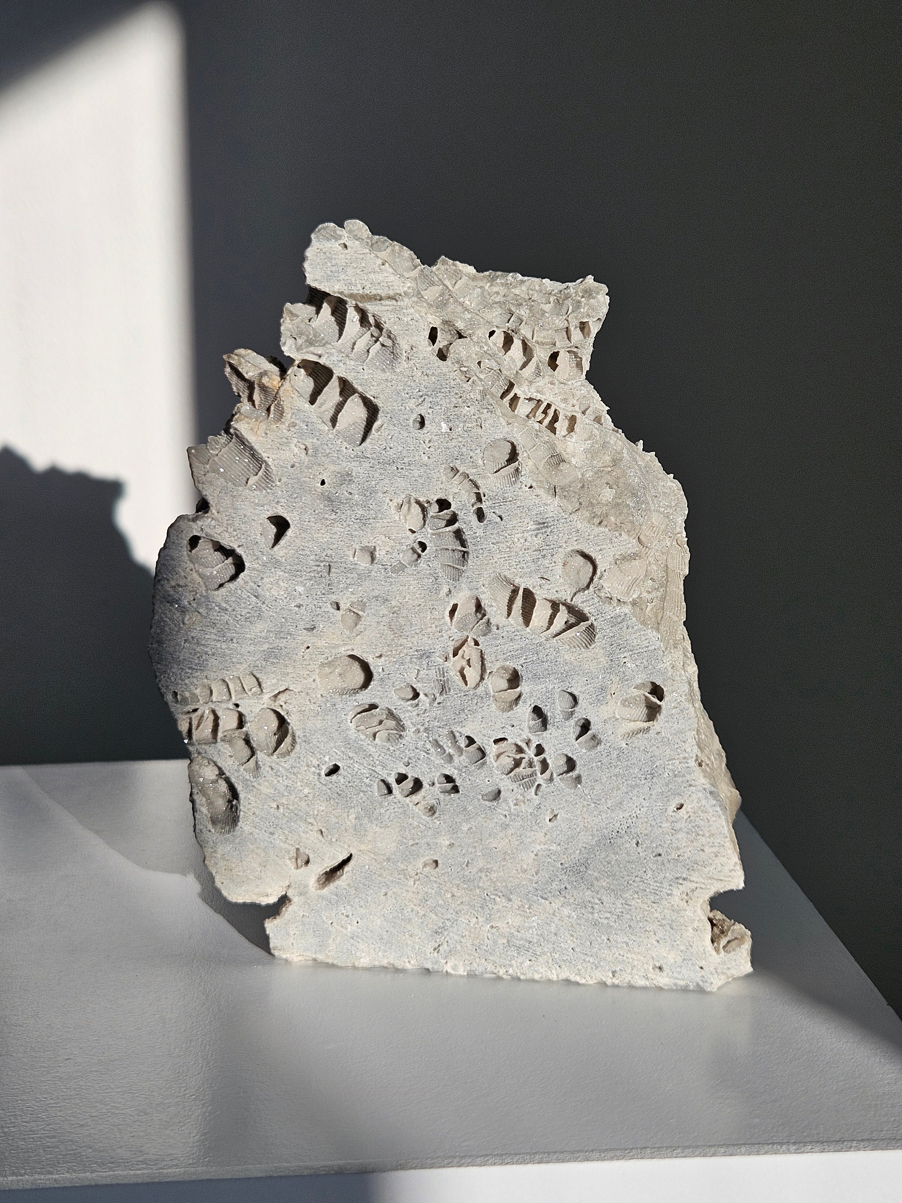 Fossilized Coral Slab 002